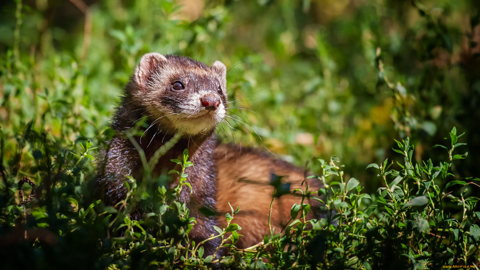 животные, хорьки, ласки, соболи, горностаи, куницы, мордочка, хорек, зверек