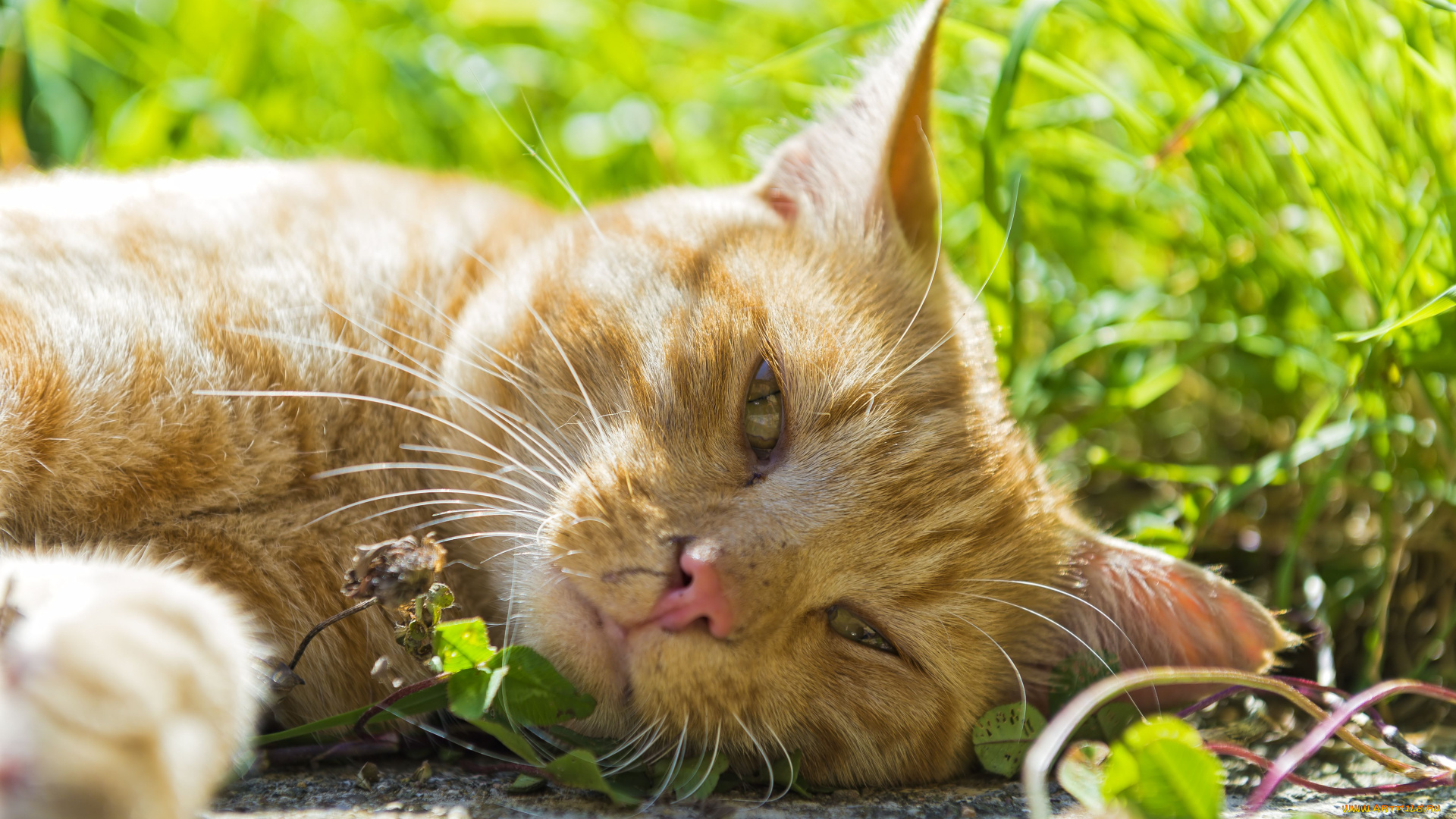 животные, коты, рыжий, кот, морда, взгляд, расслабон