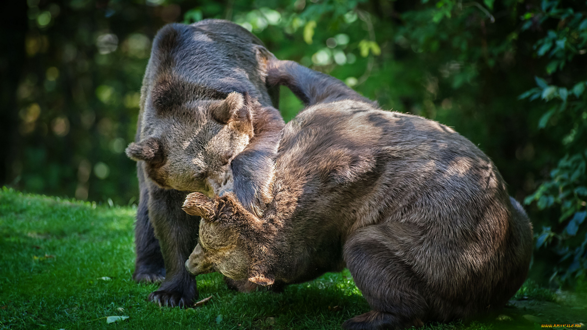 животные, медведи, борьба, драка, бурый