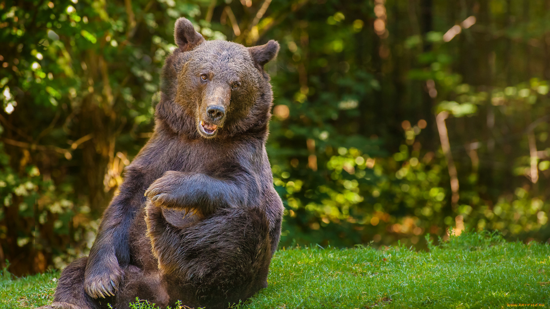 животные, медведи, бурый, забавный