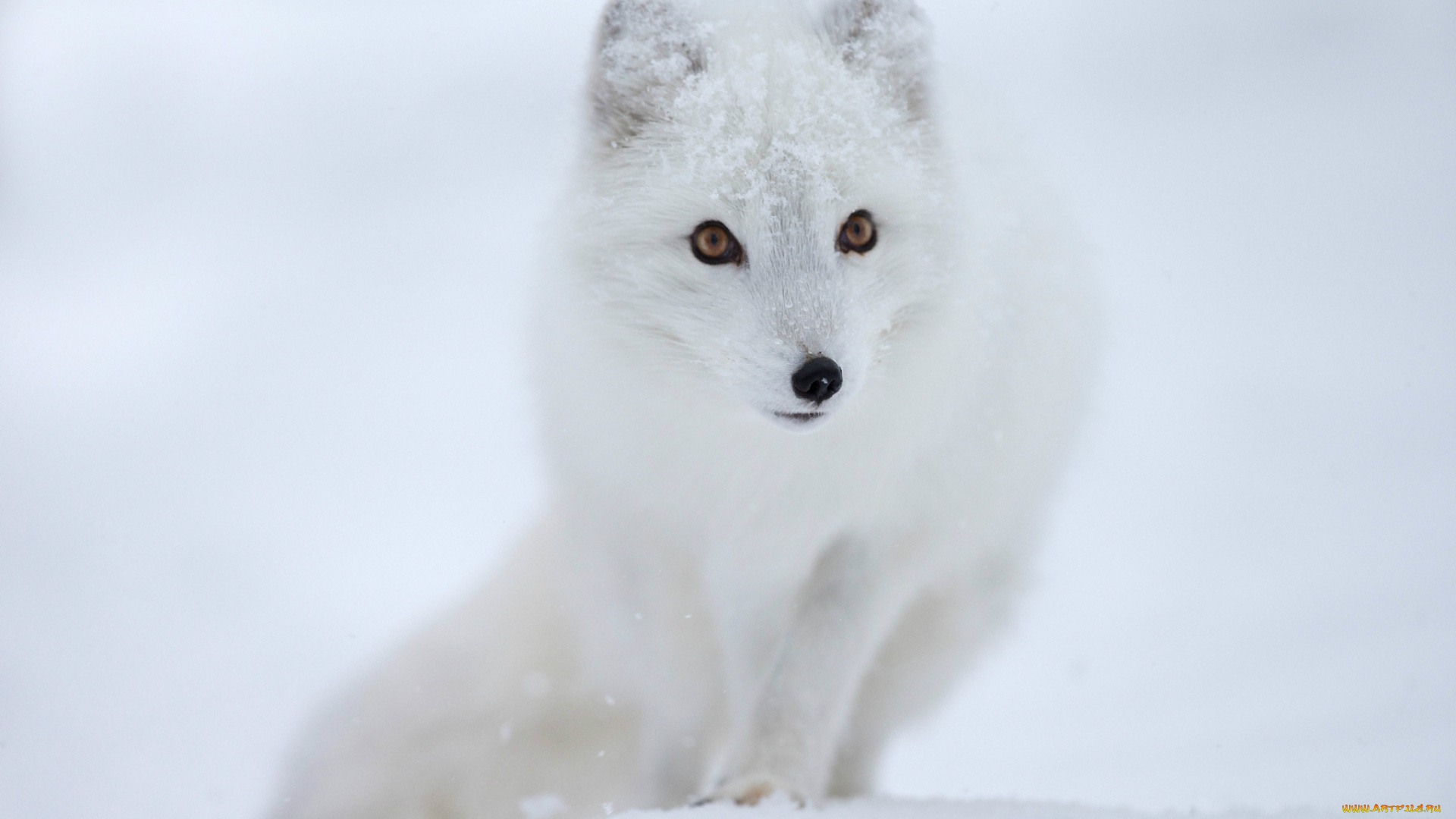 животные, песцы, песец, полярная, лисица, мордочка, взгляд, снег