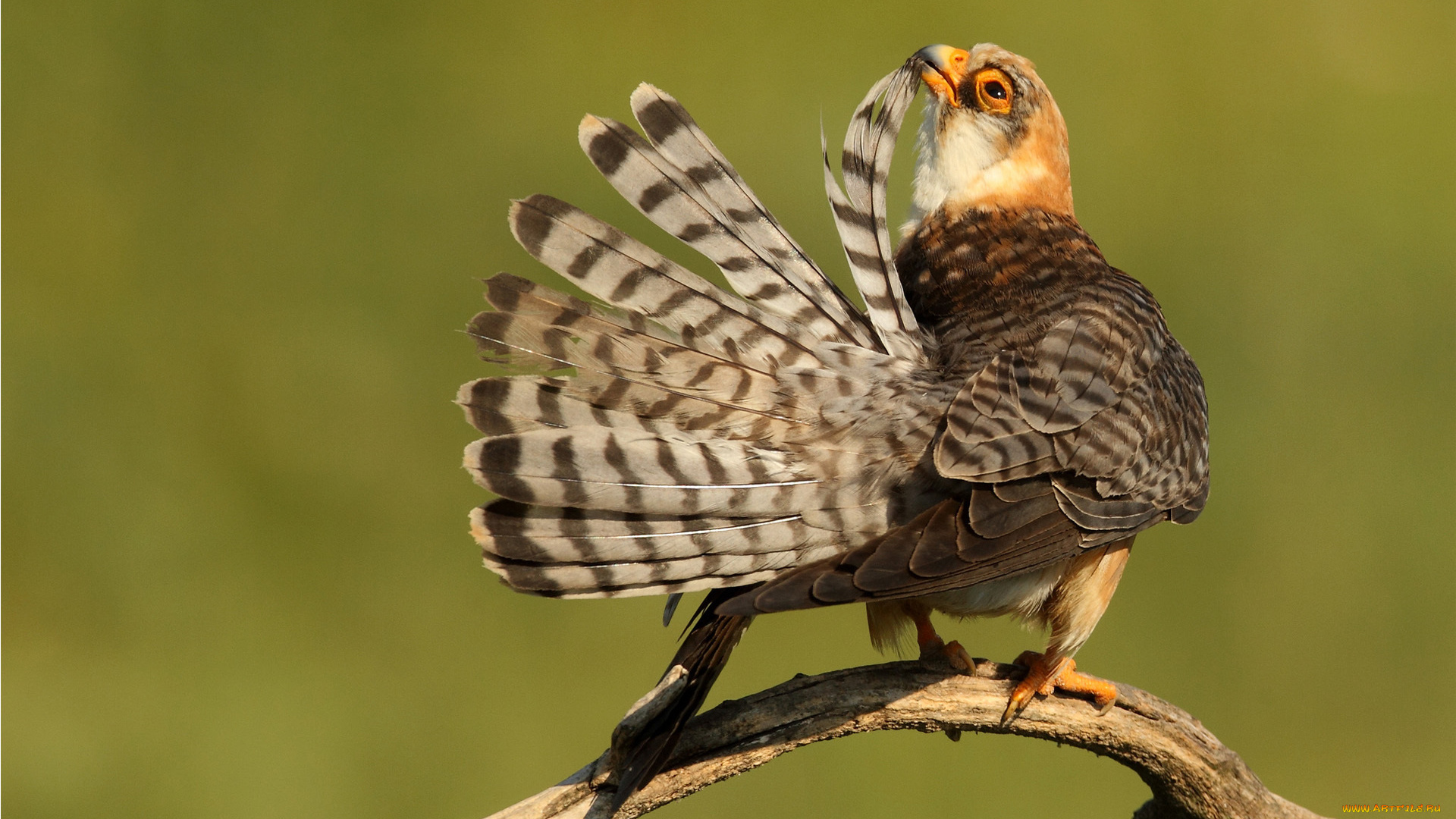животные, птицы, хищники, чистка, перья, ветка