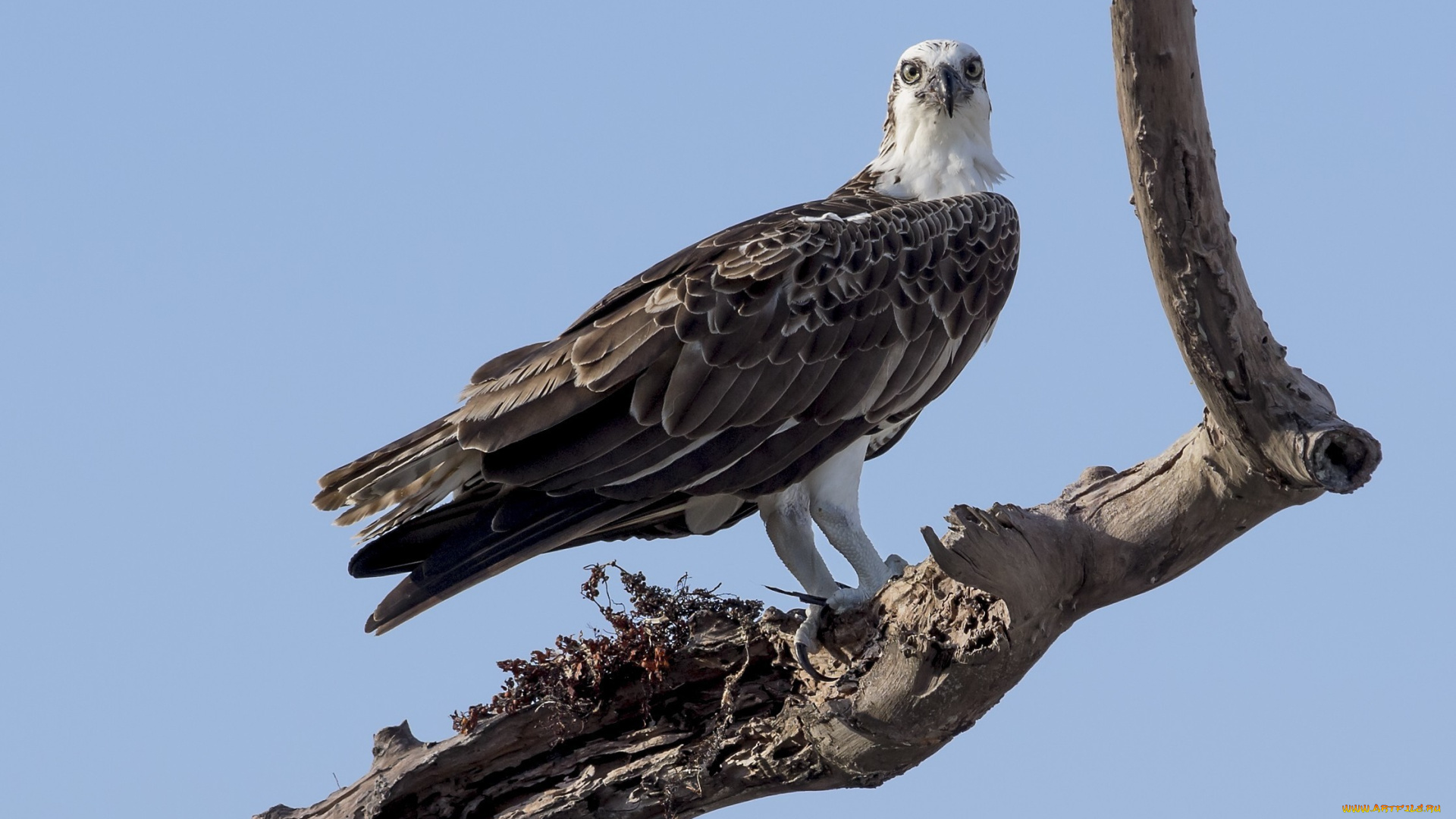 животные, птицы, хищники, дерево, сухое, ветки, коряка, небо