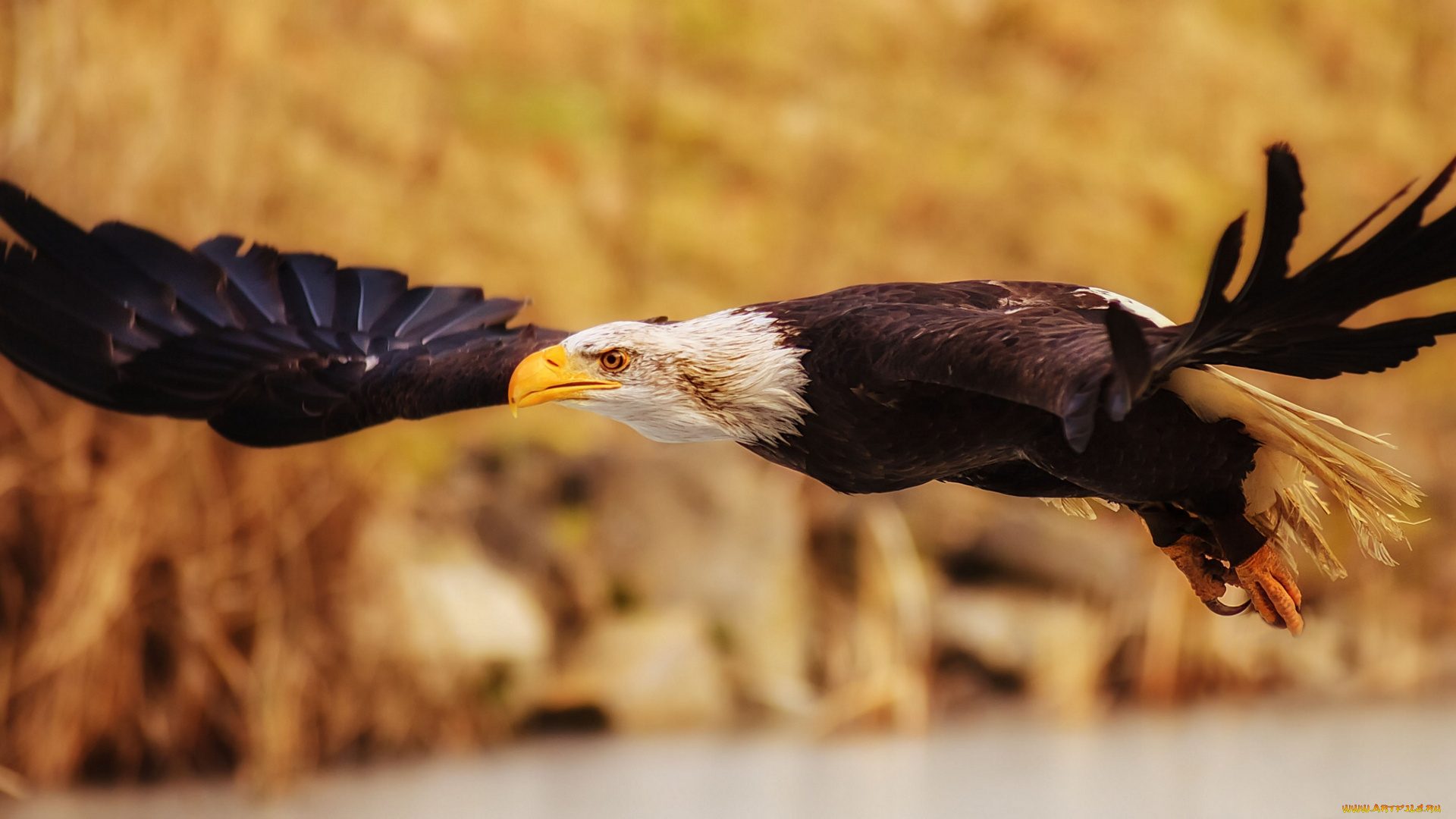 животные, птицы, хищники, хищник, птица, белоголовый, орлан, крылья, полёт