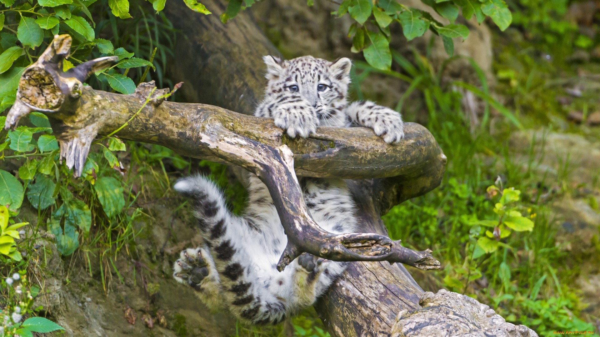 животные, снежный, барс, ирбис, ветка, малыш, игра