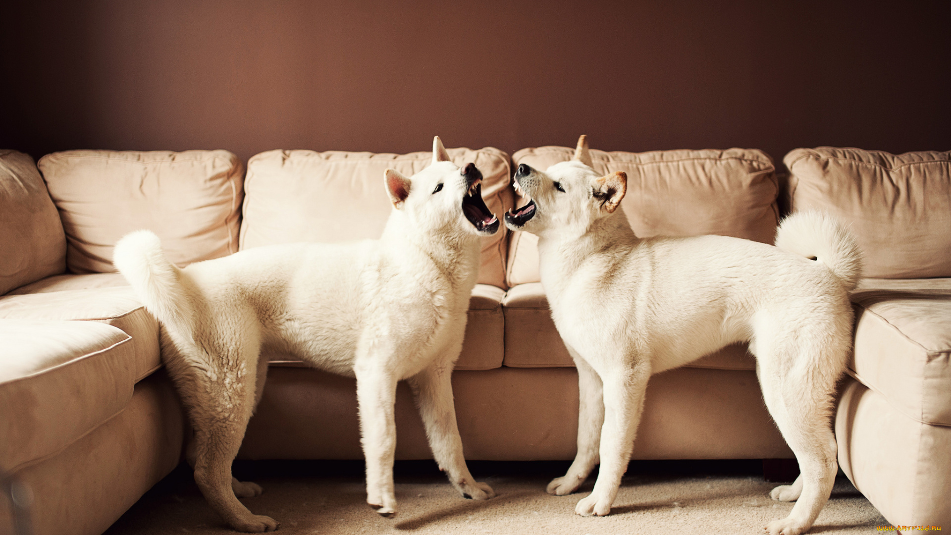 животные, собаки, американская, акита, большая, японская, собака, диван