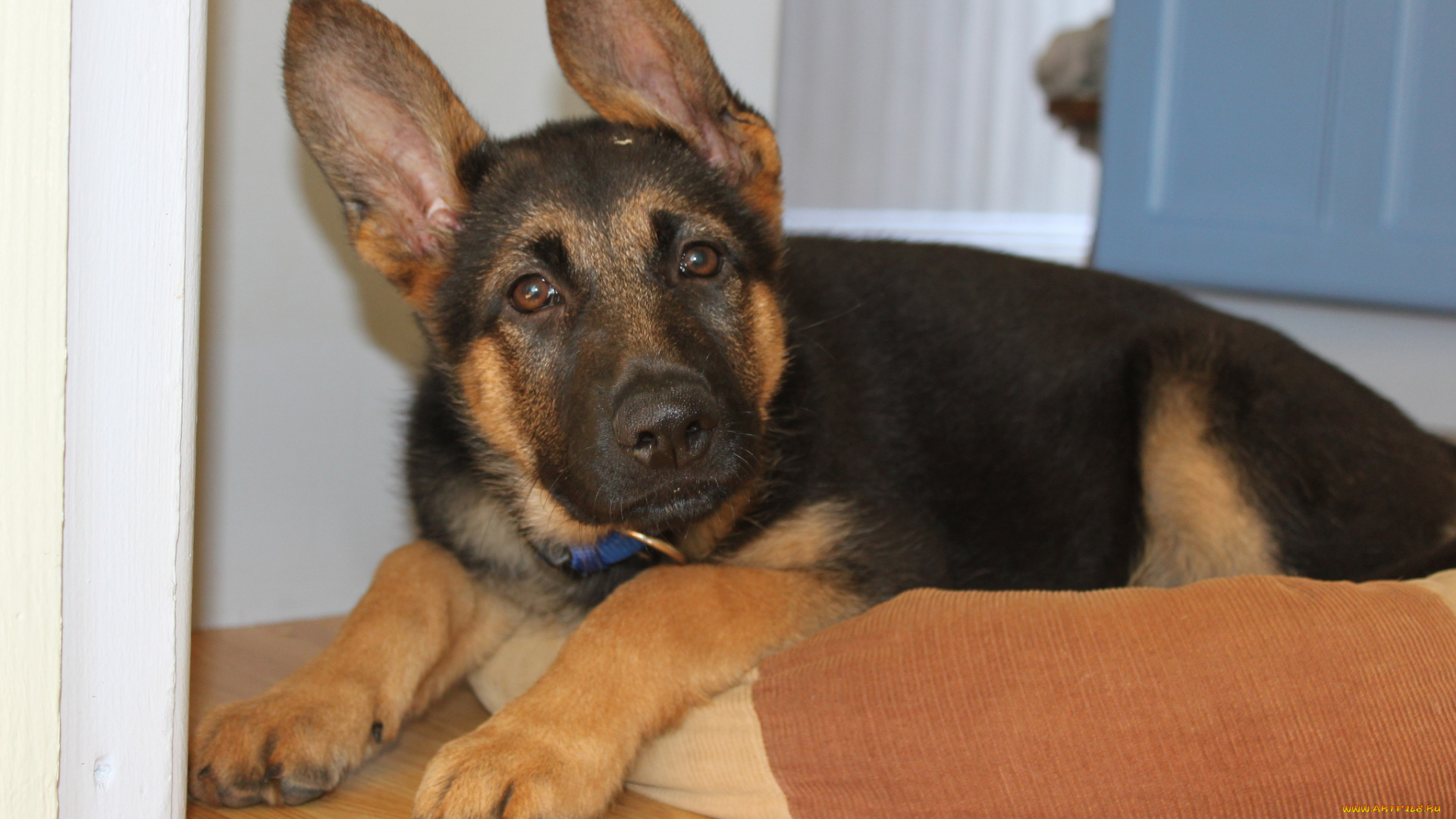 животные, собаки, немецкая, овчарка, щенок