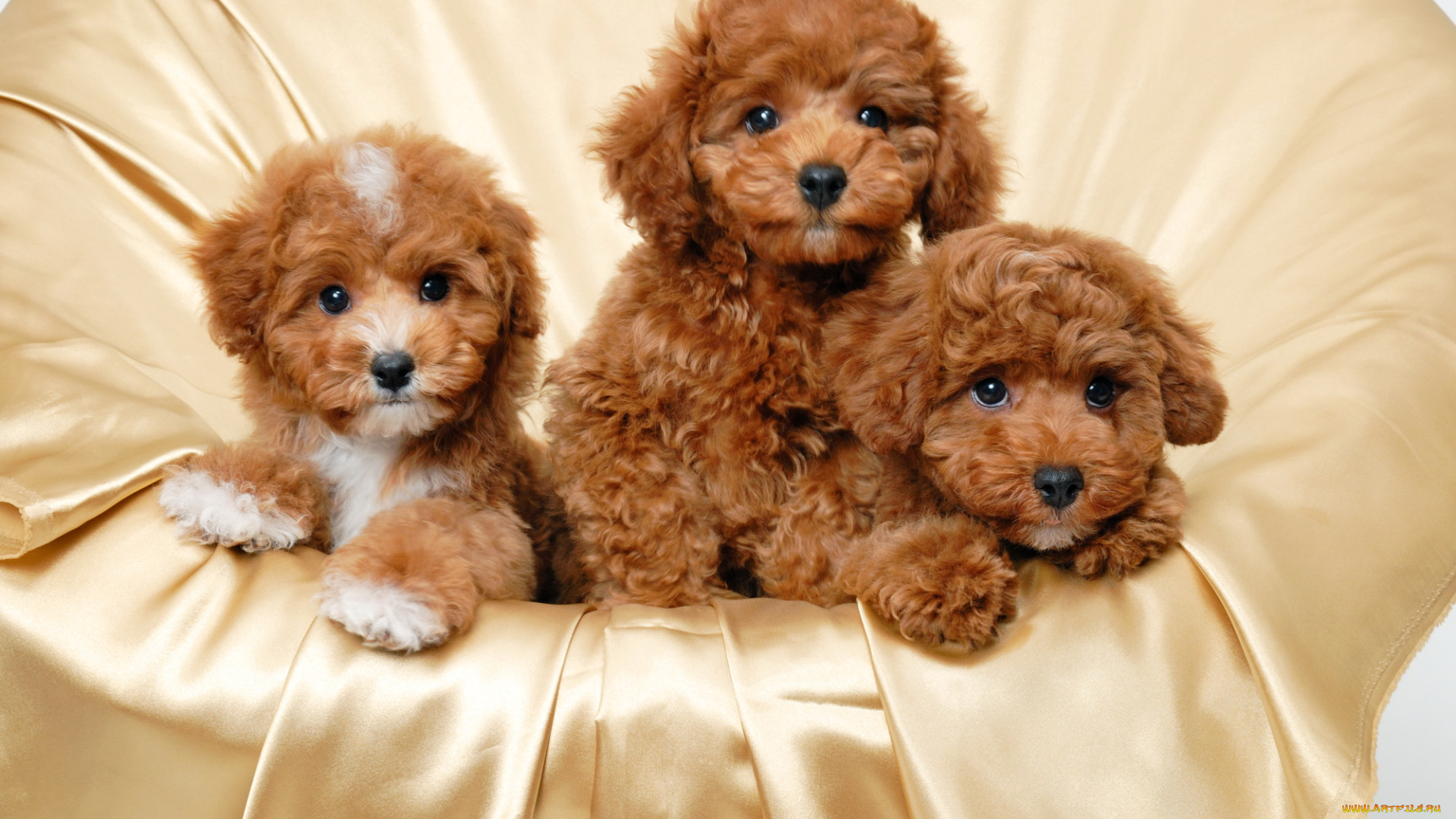 животные, собаки, пудель