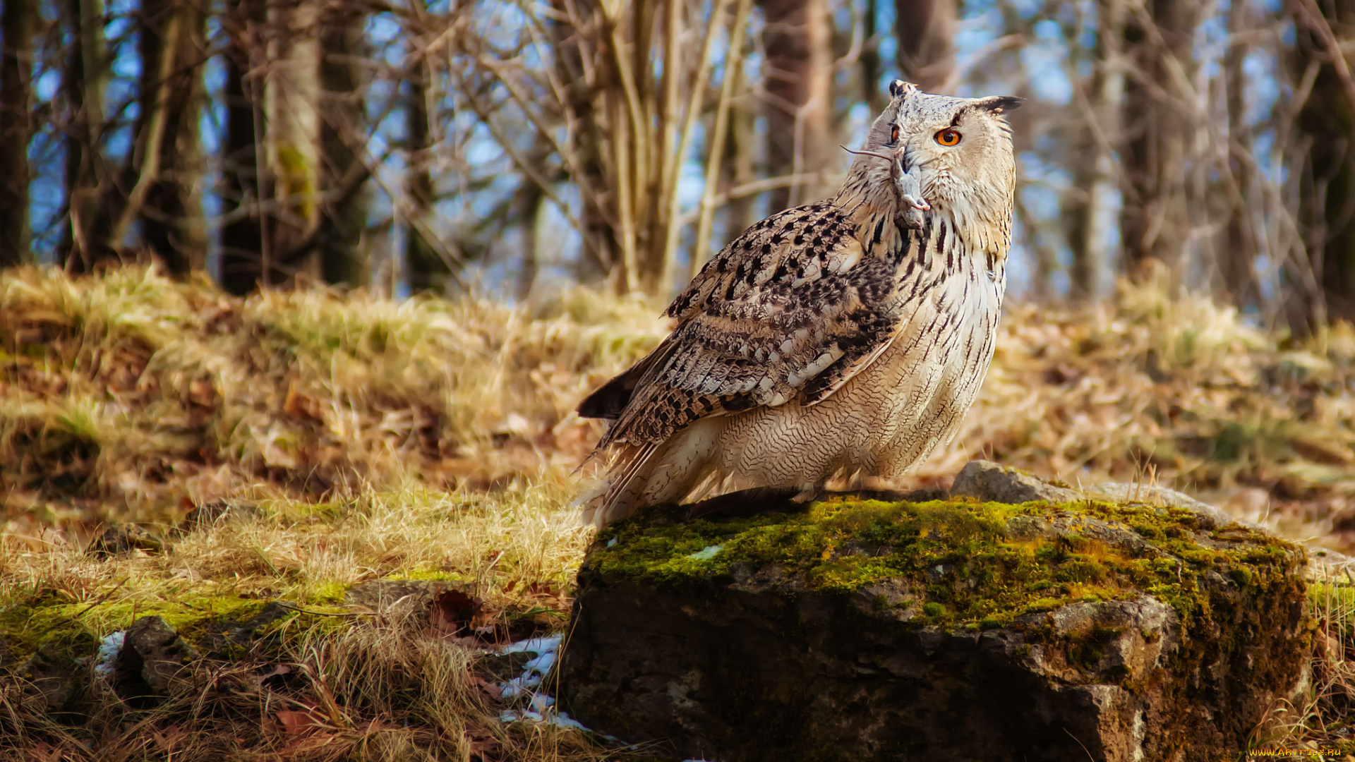животные, совы, филин, добыча, мышь