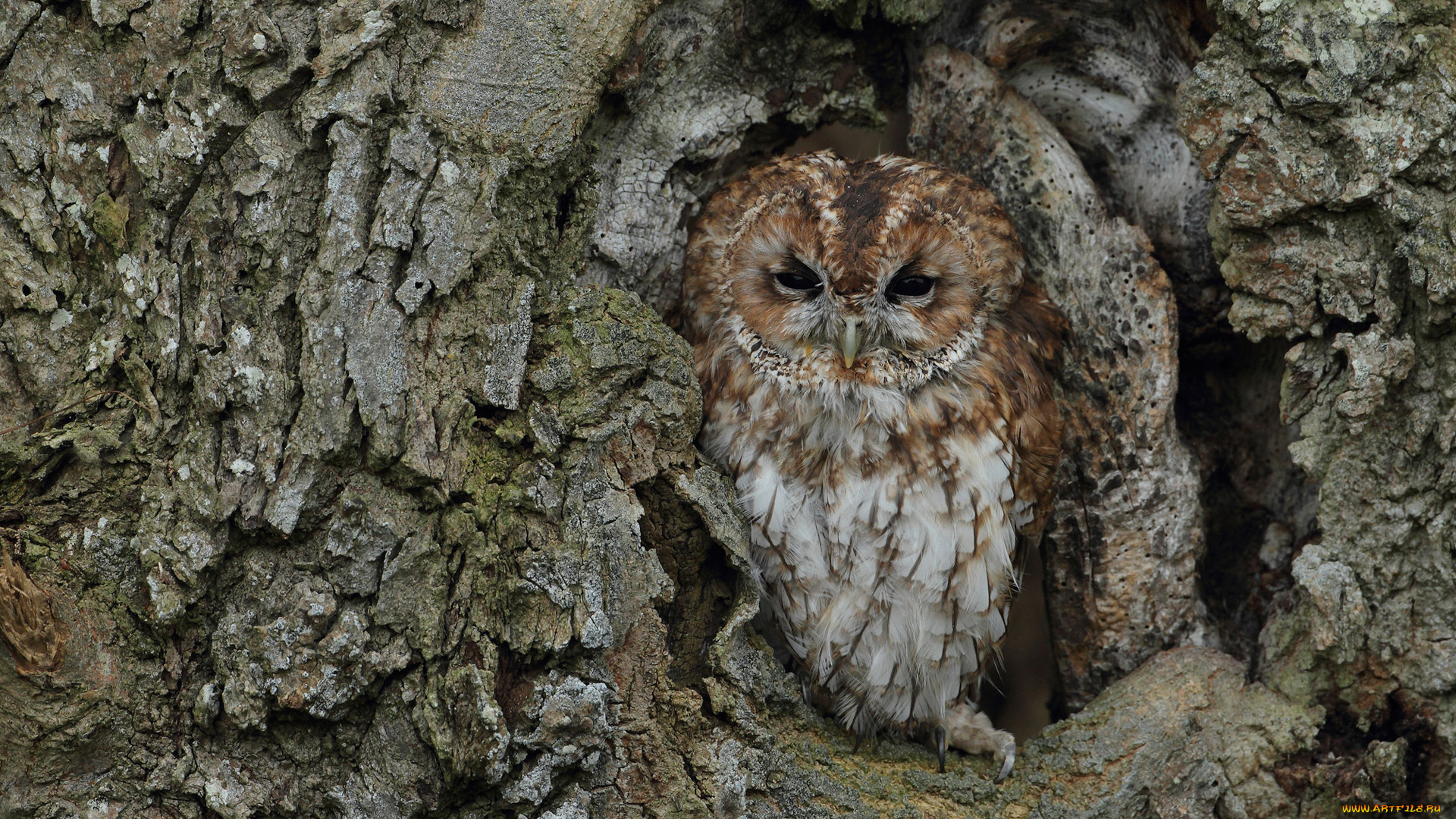 животные, совы, птица, сова, кора, дерево, ствол, маскировка