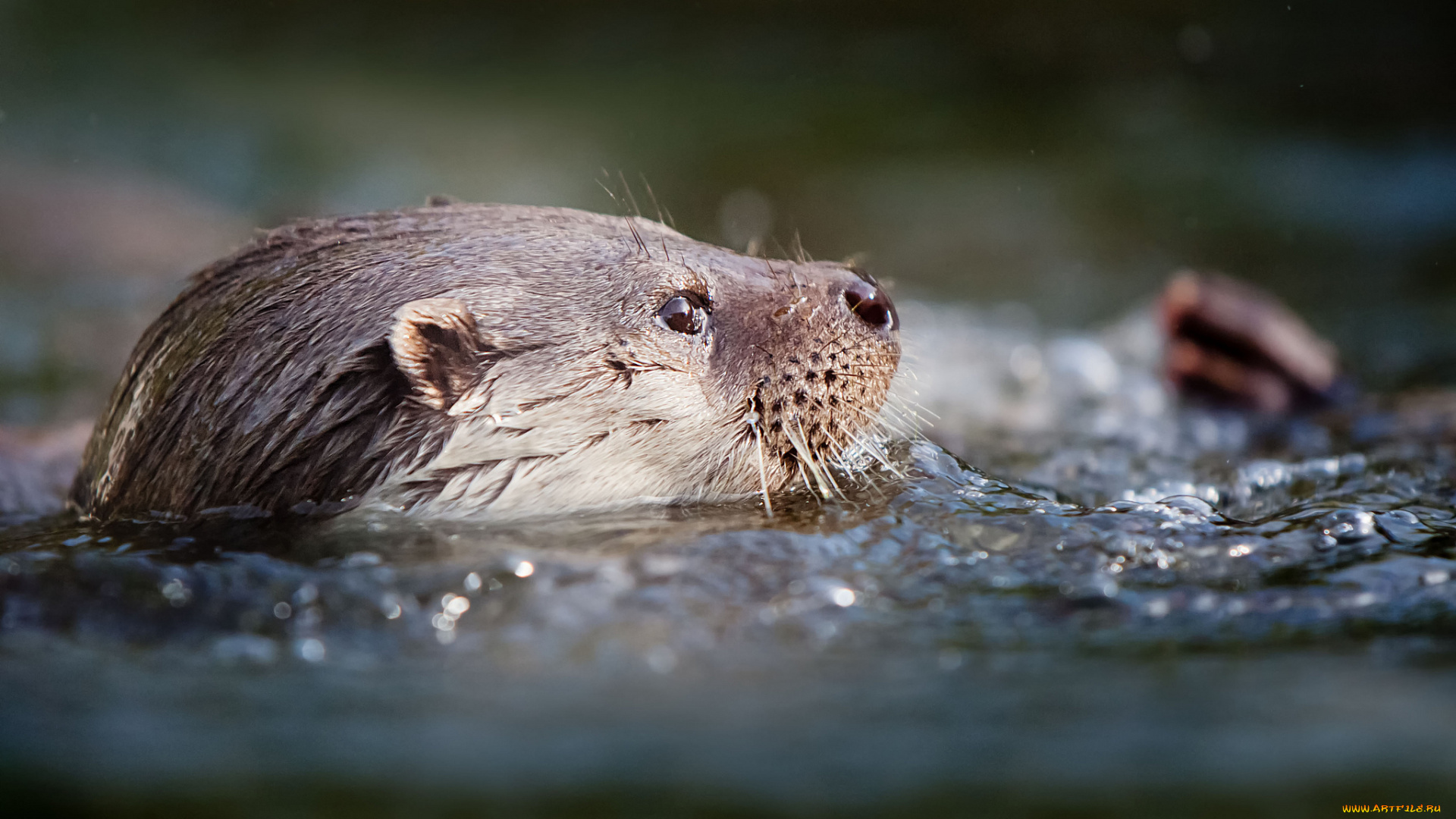 животные, выдры, каланы, ондатры, вода