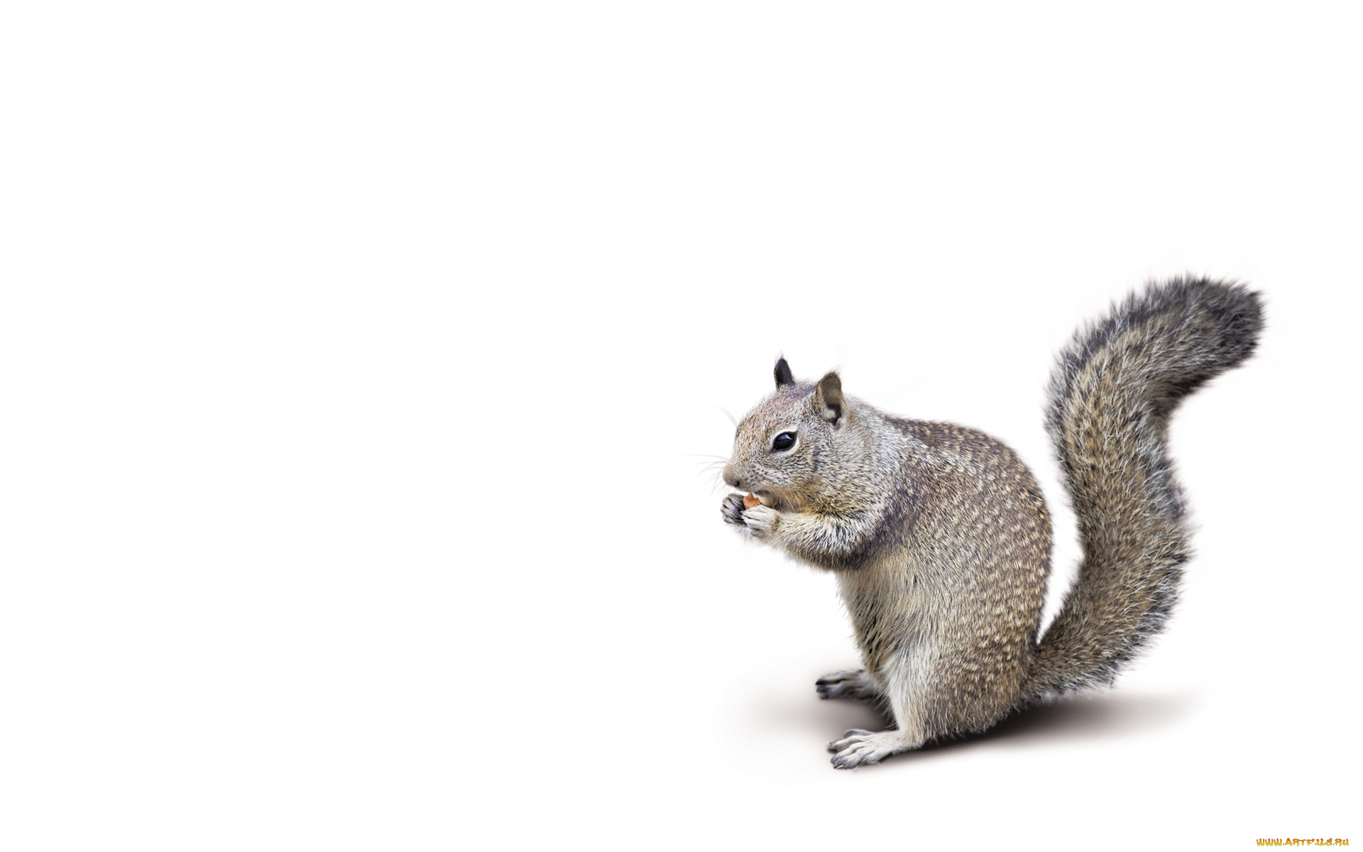животные, белки, кушает, белый, фон, хвостатая, пушистая, белка