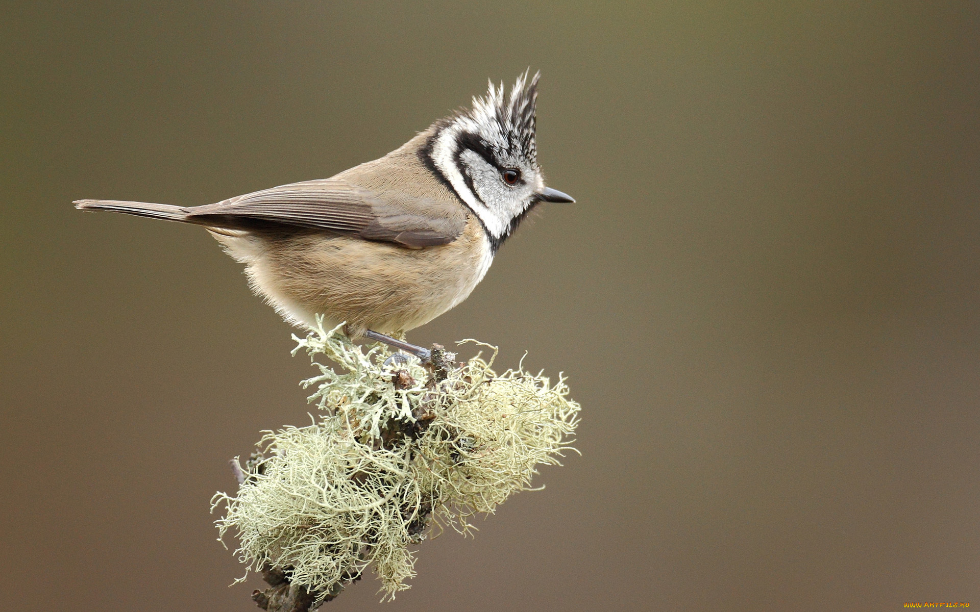 животные, синицы, лазоревки, синица, веточка, хохлатая