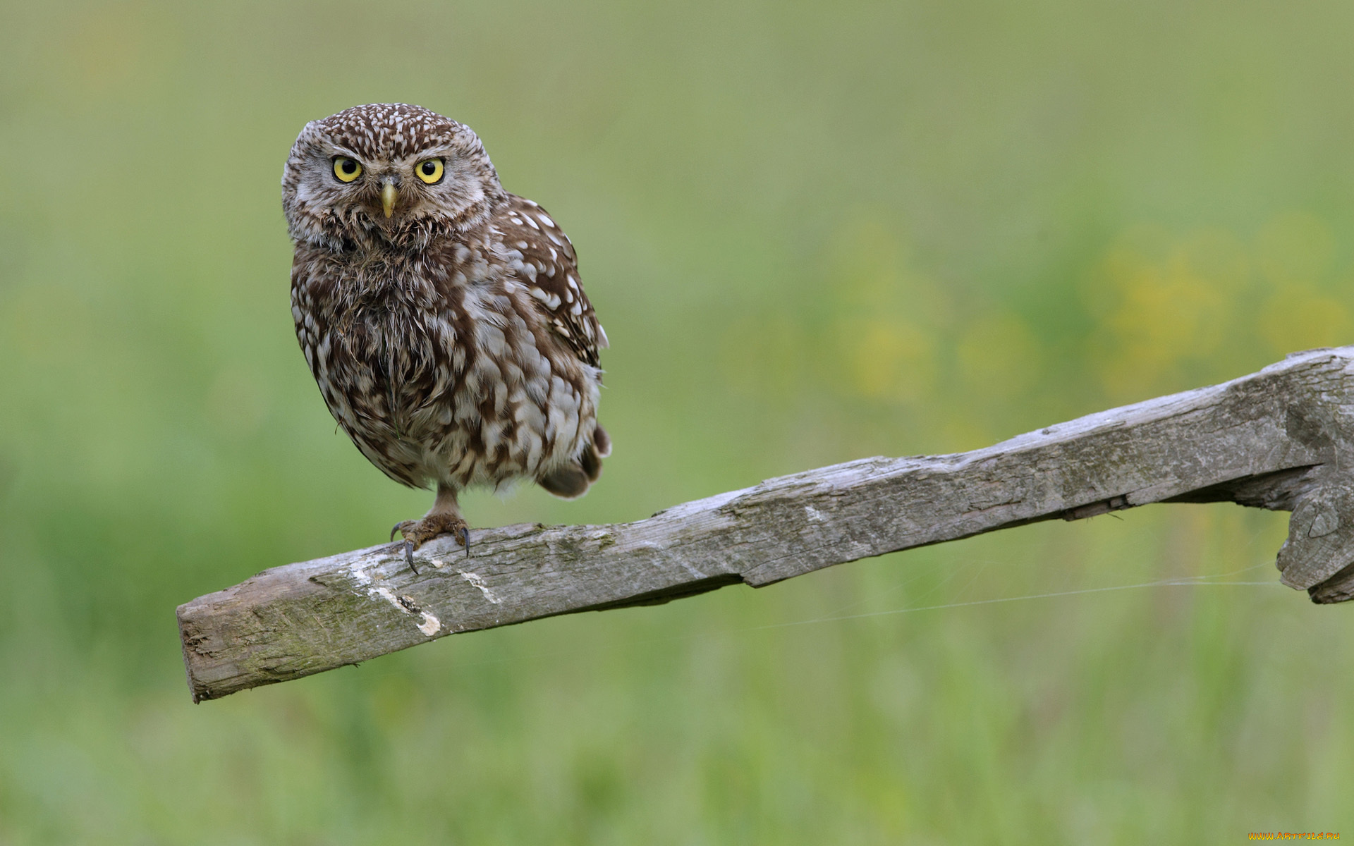 животные, совы, палка, сова, птица, зелень