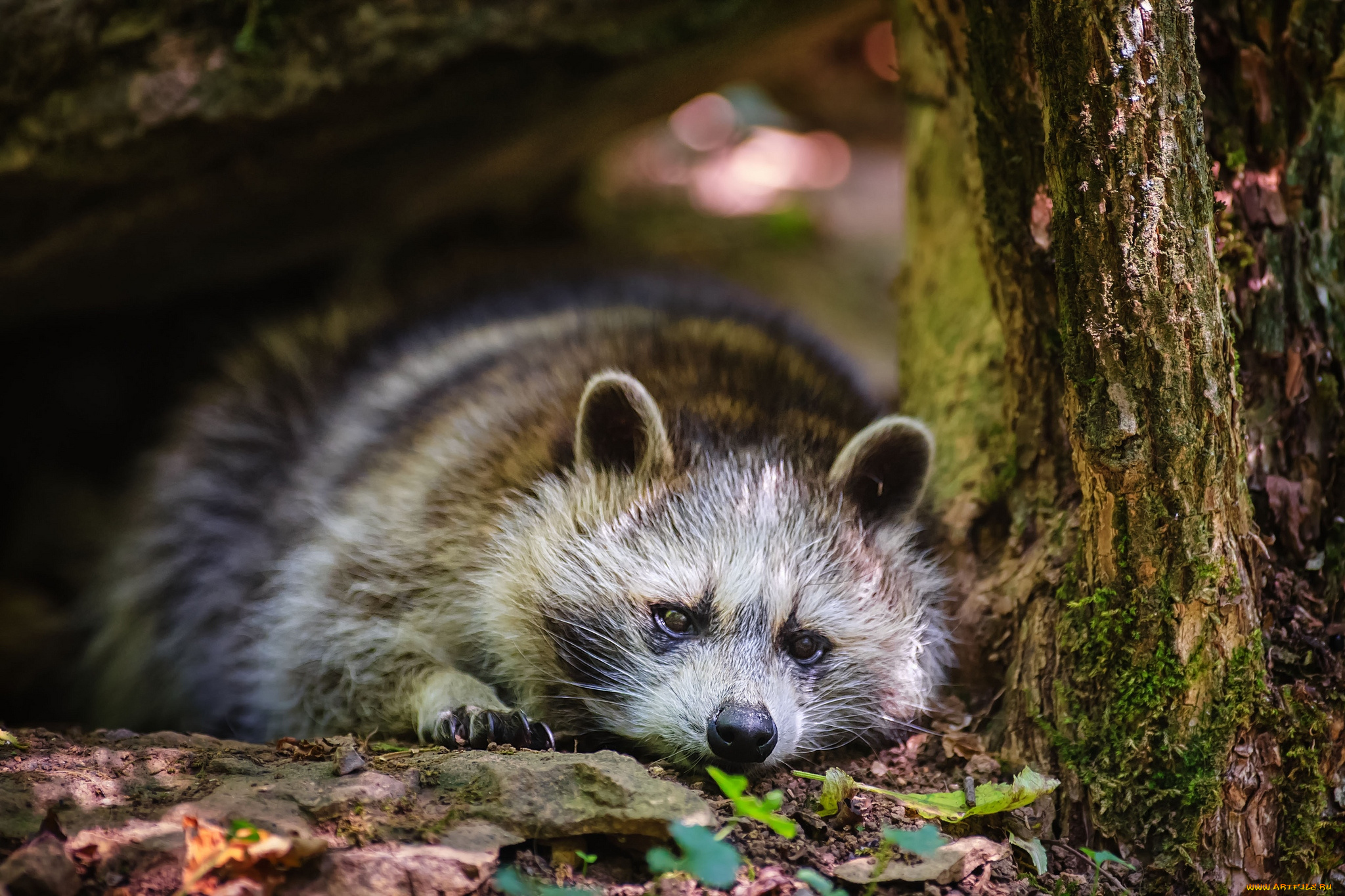 животные, еноты, отдых, полоскун