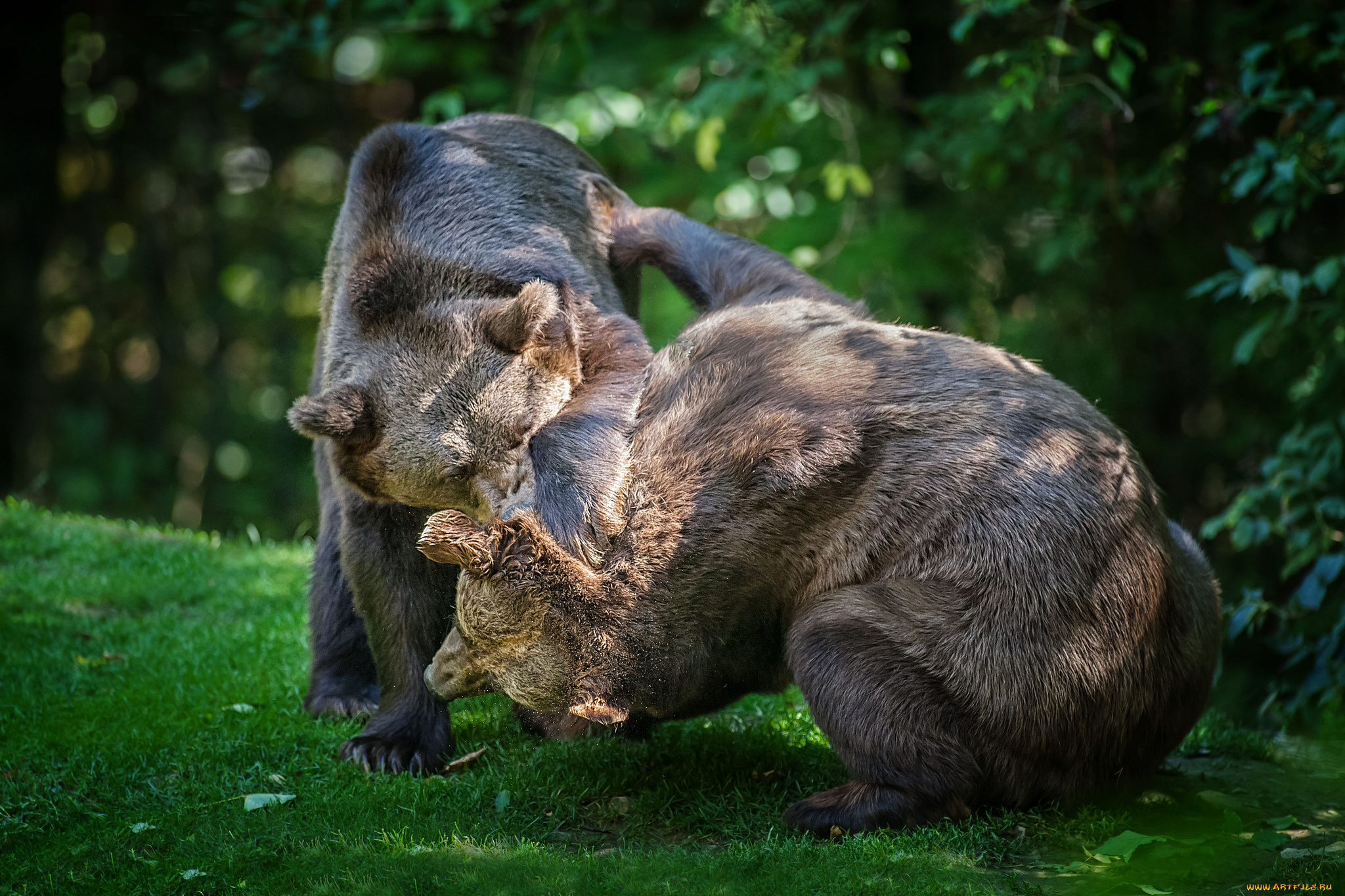 животные, медведи, борьба, драка, бурый