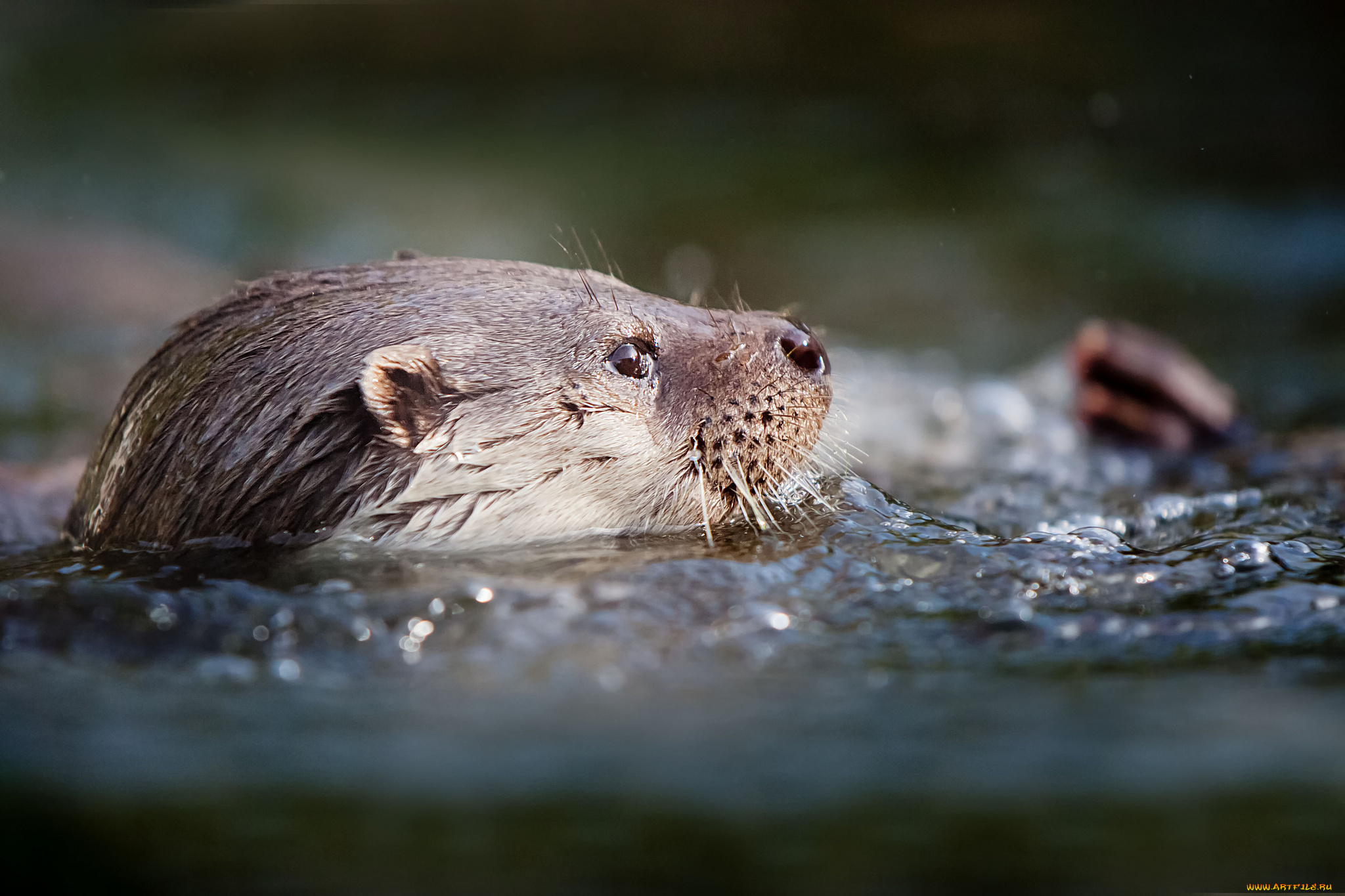 животные, выдры, каланы, ондатры, вода