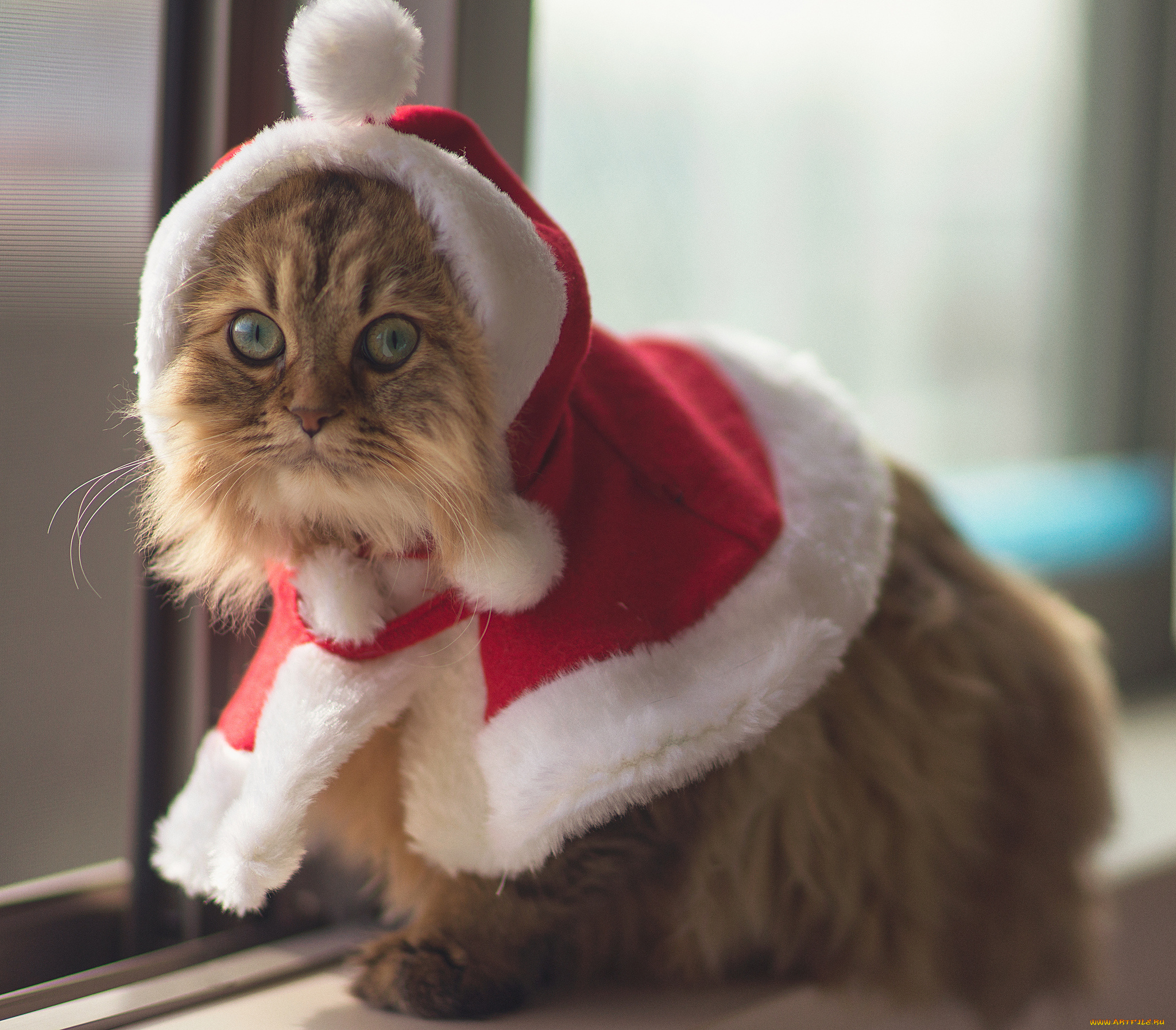 животные, коты, костюм, christmas, cat, benjamin, torode, daisy