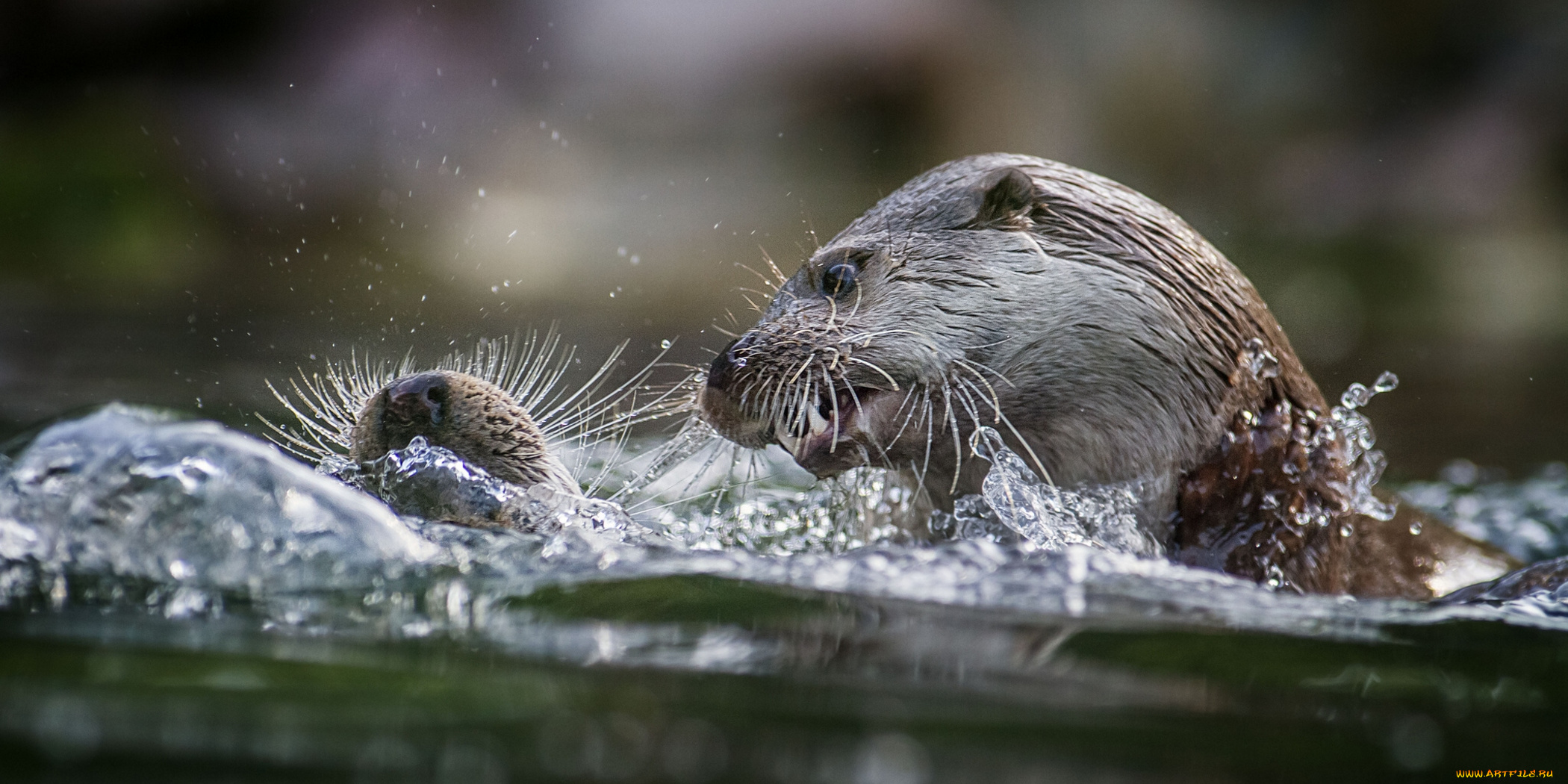 животные, выдры, каланы, ондатры, вода