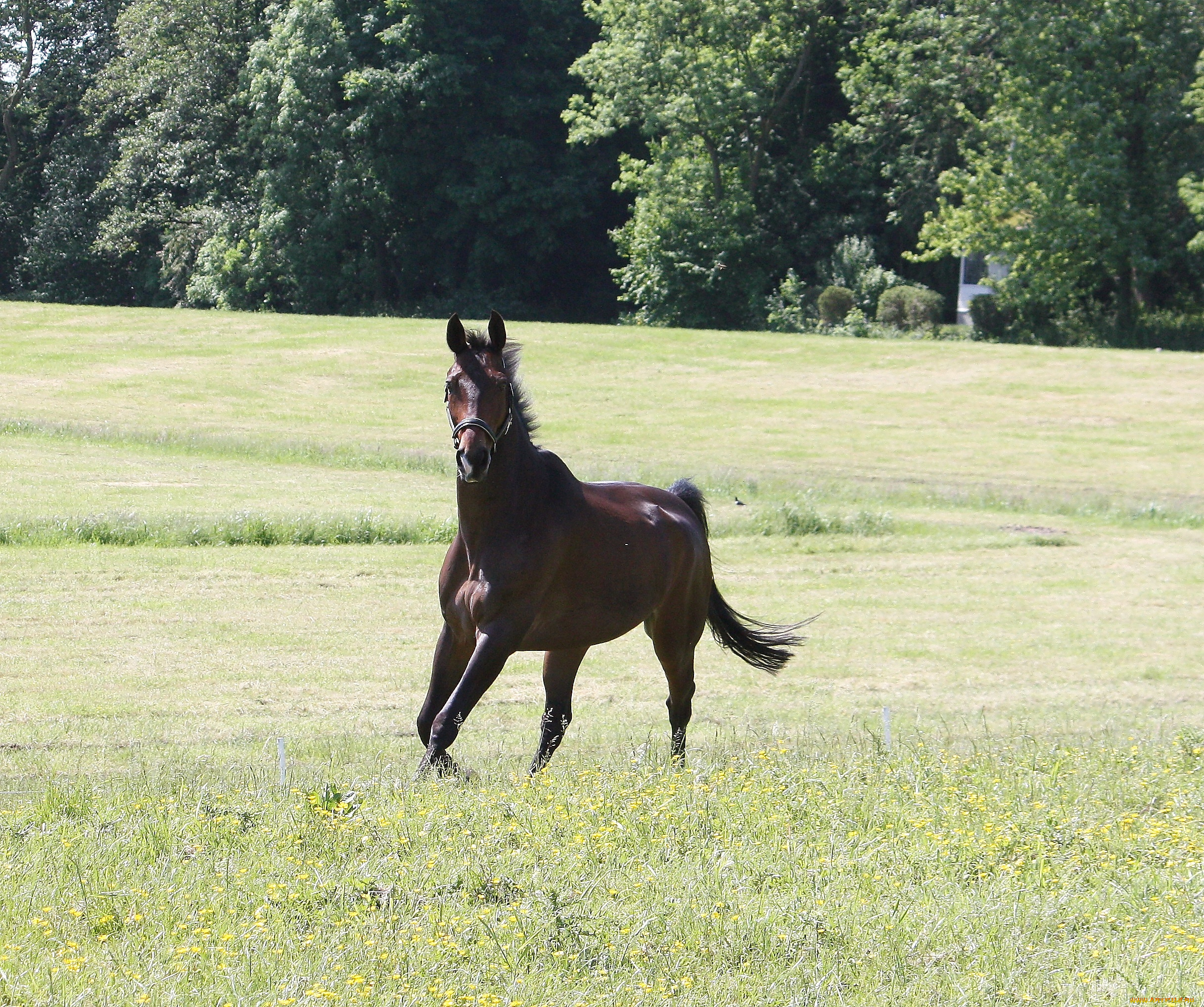 животные, лошади, луг, лошадь