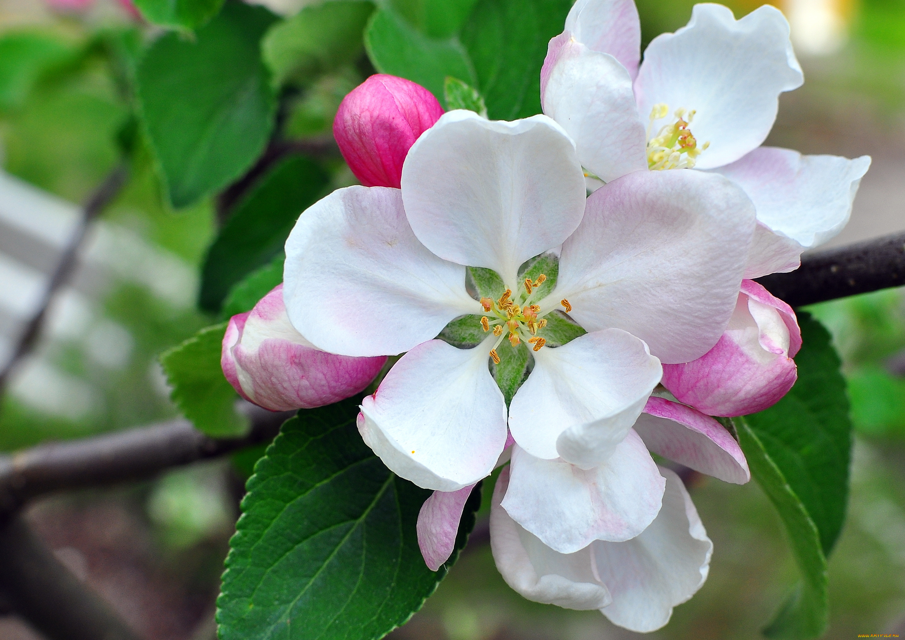цветы, цветущие, деревья, кустарники, цветение, яблоня, бутоны, лепестки, макро, ветка