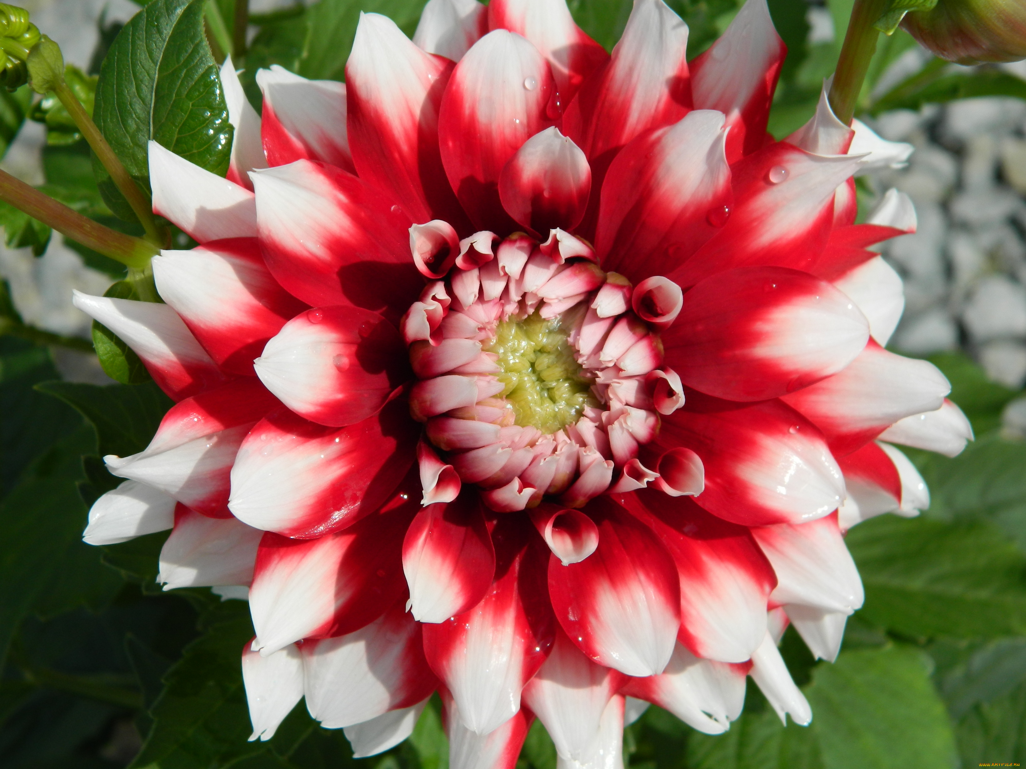 цветы, георгины