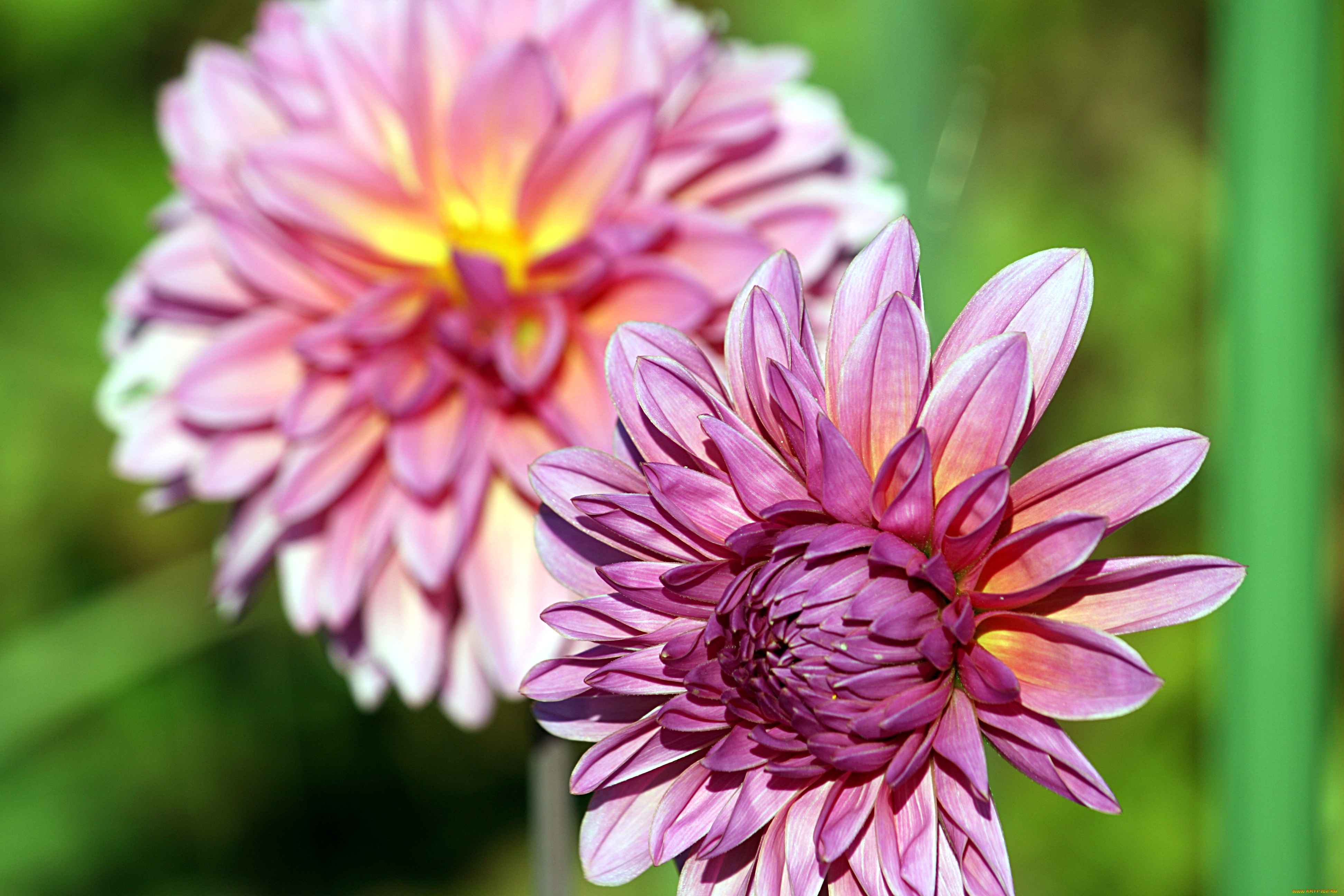 цветы, георгины