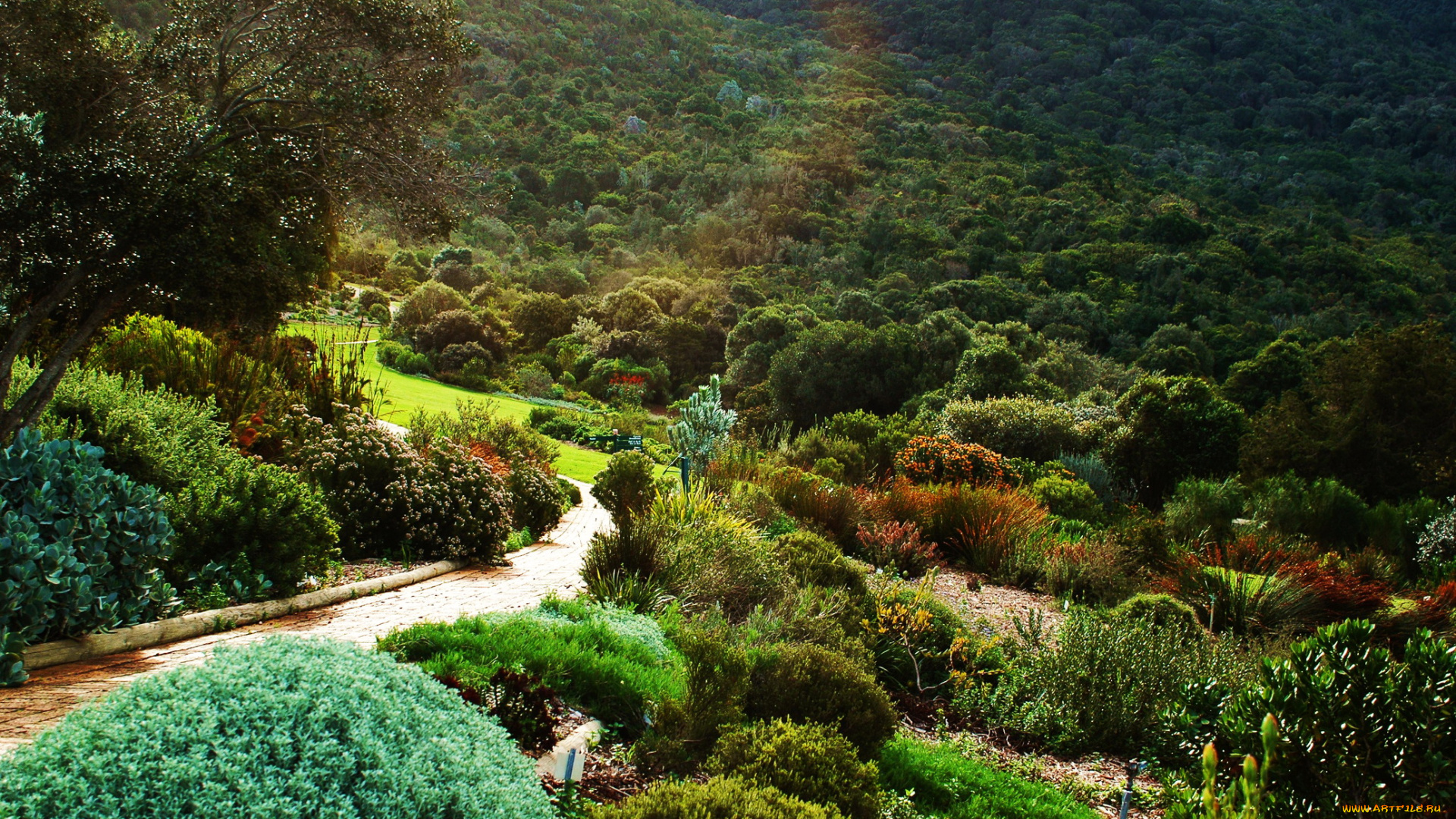kirstenbosch, national, botanical, garden, south, africa, природа, парк, сад, африка, растения, кусты