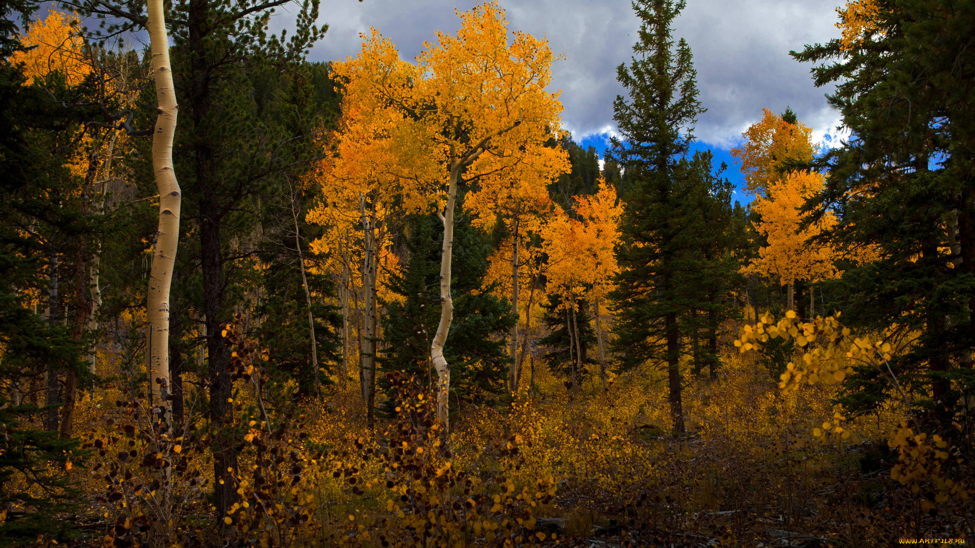 природа, деревья