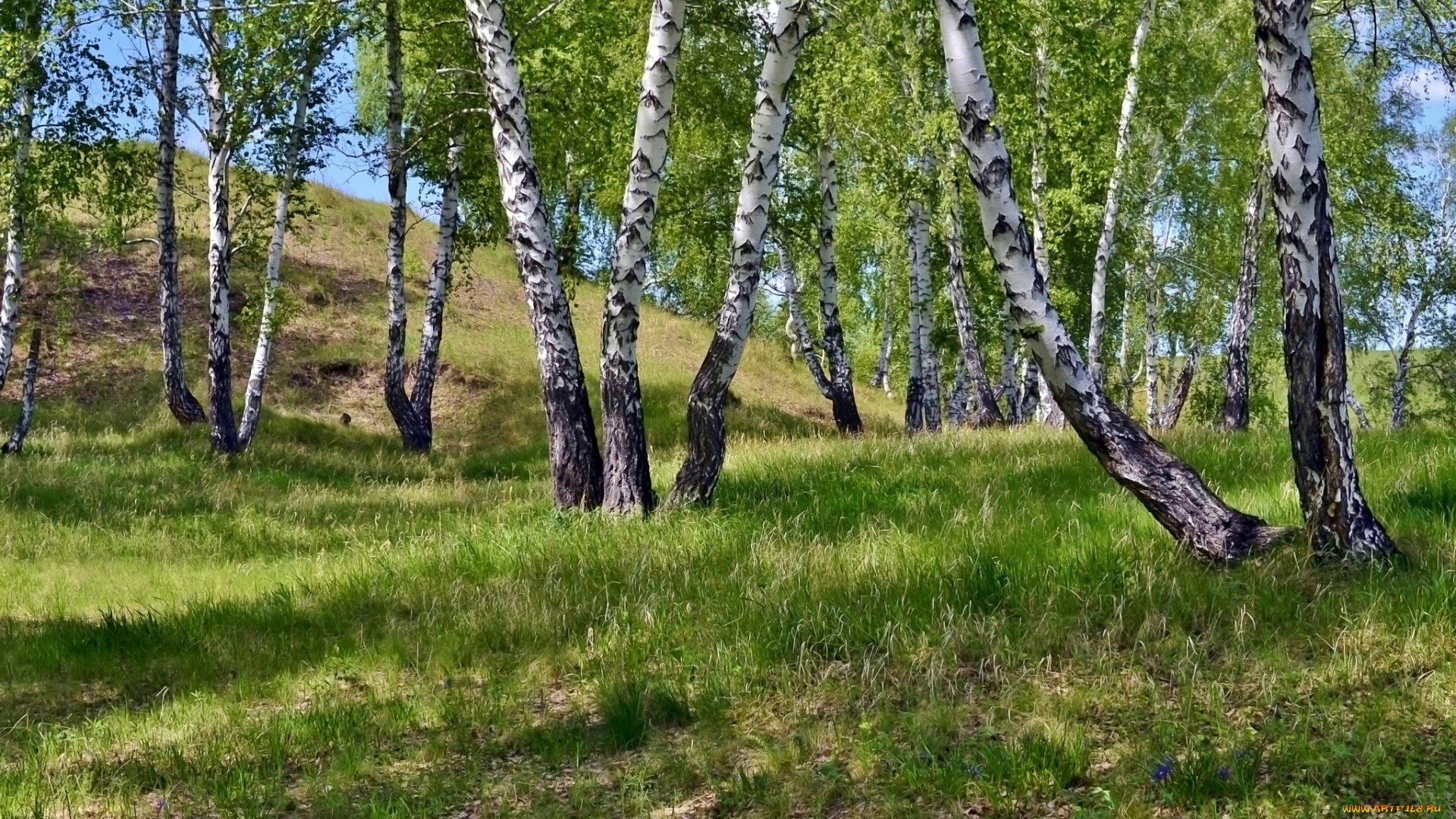 природа, деревья, березы, поляна, лето