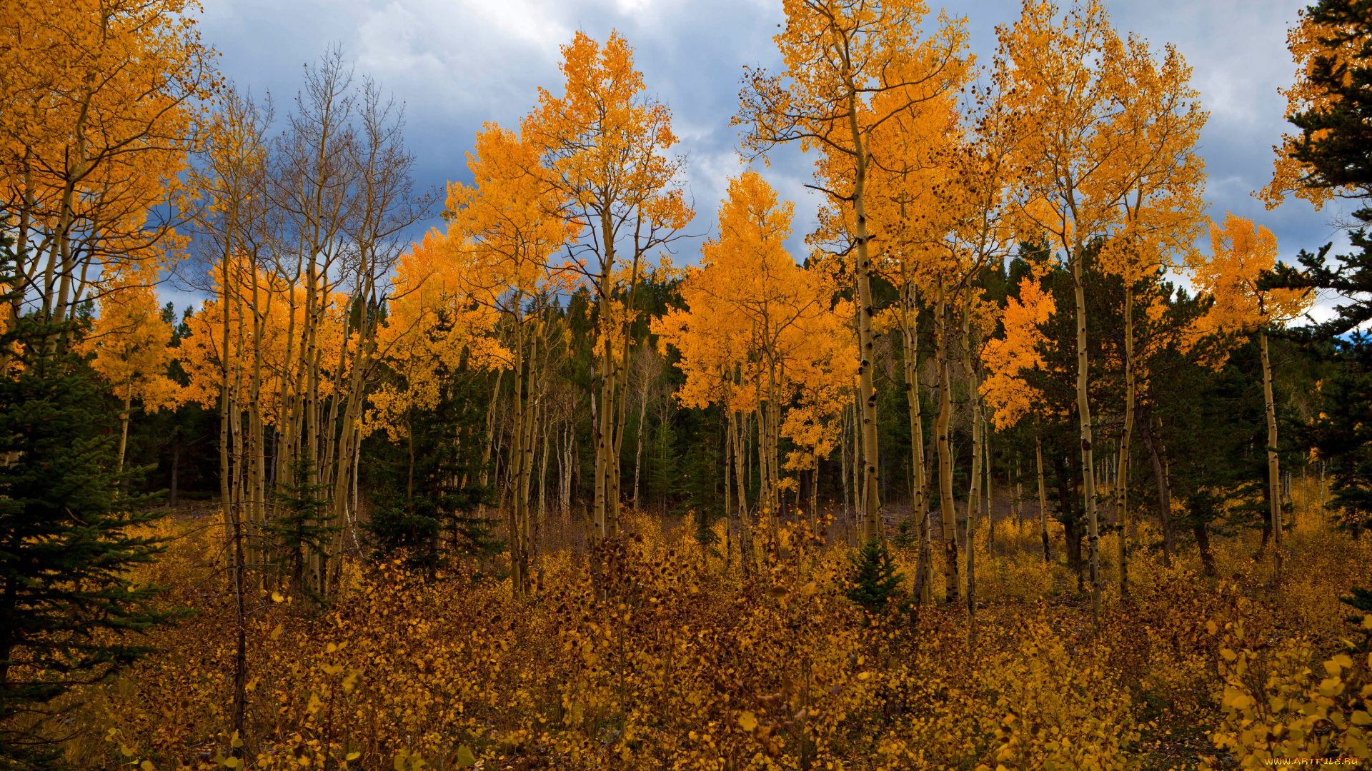 природа, деревья, национальный, парк, америка, сша