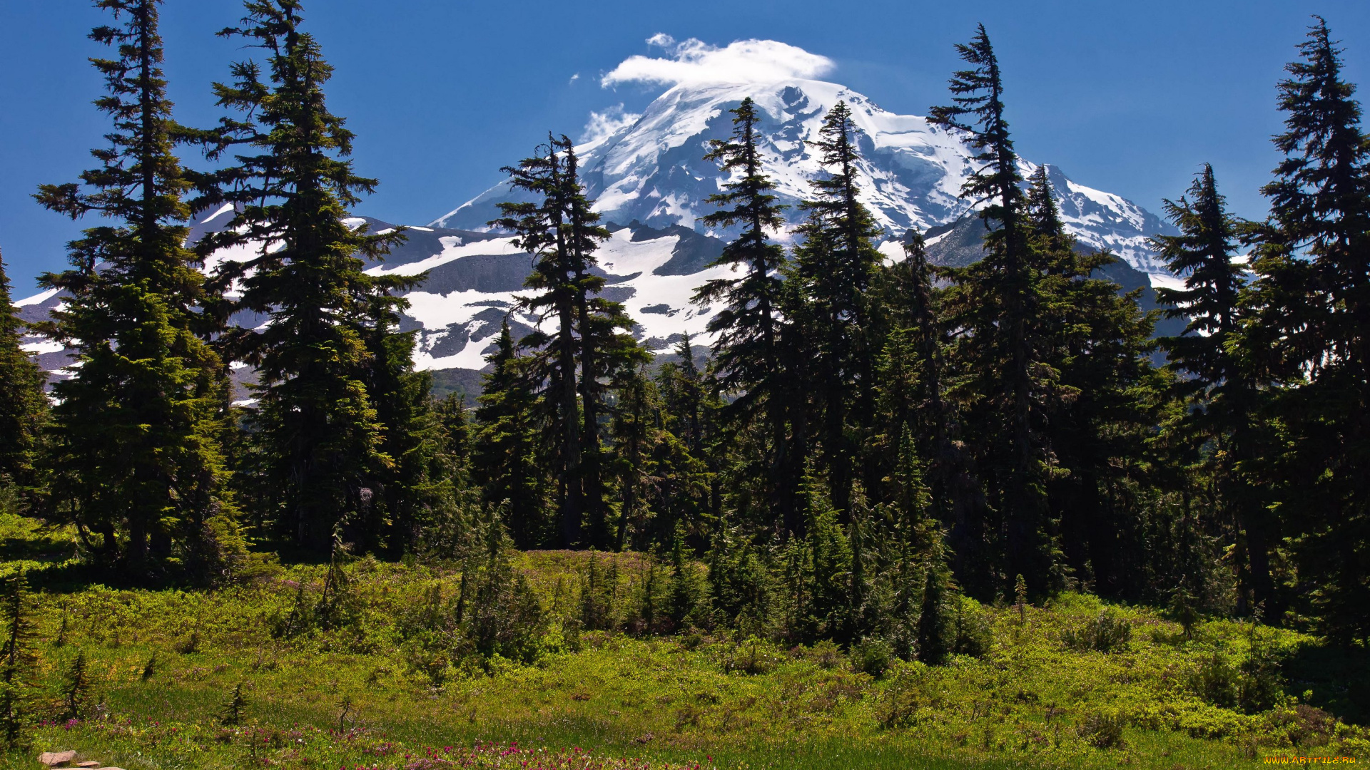 природа, деревья, сша, национальный, парк, америка