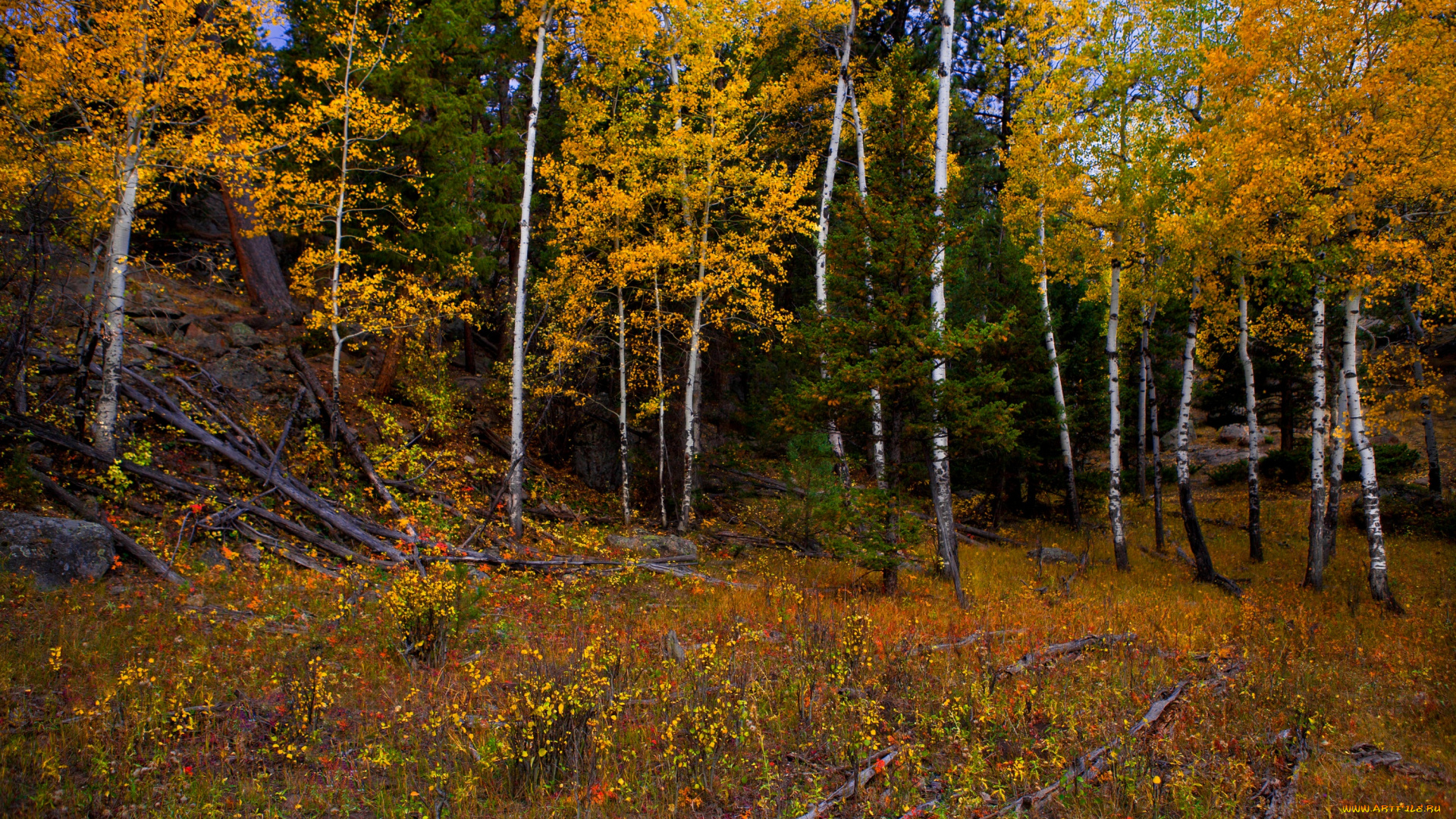 природа, лес, деревья