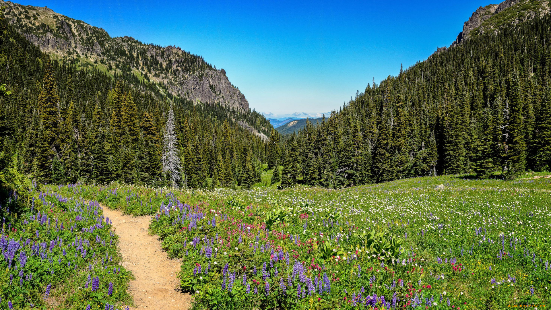 природа, луга, америка, национальный, парк, сша