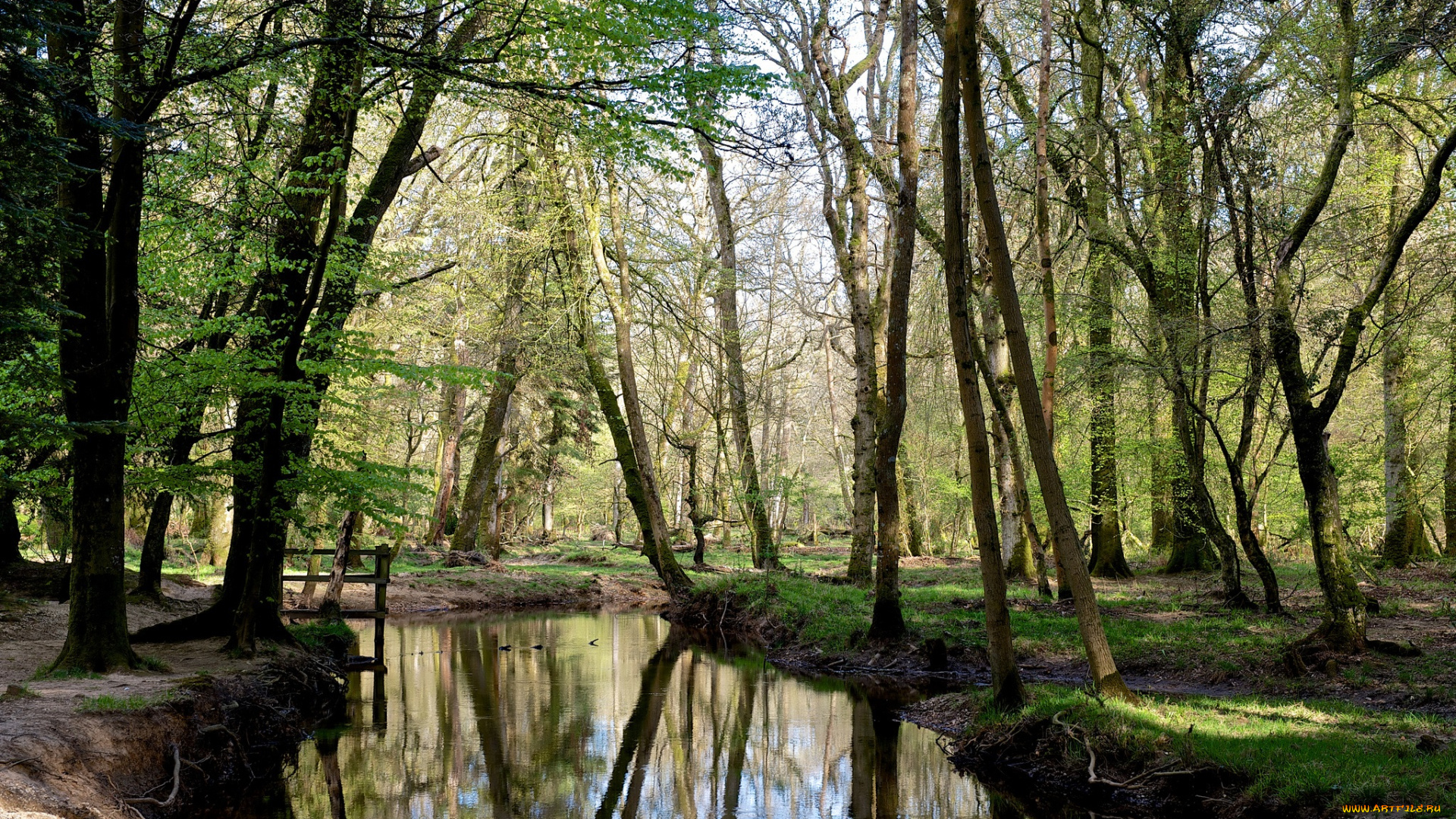 природа, реки, озера, лес, река