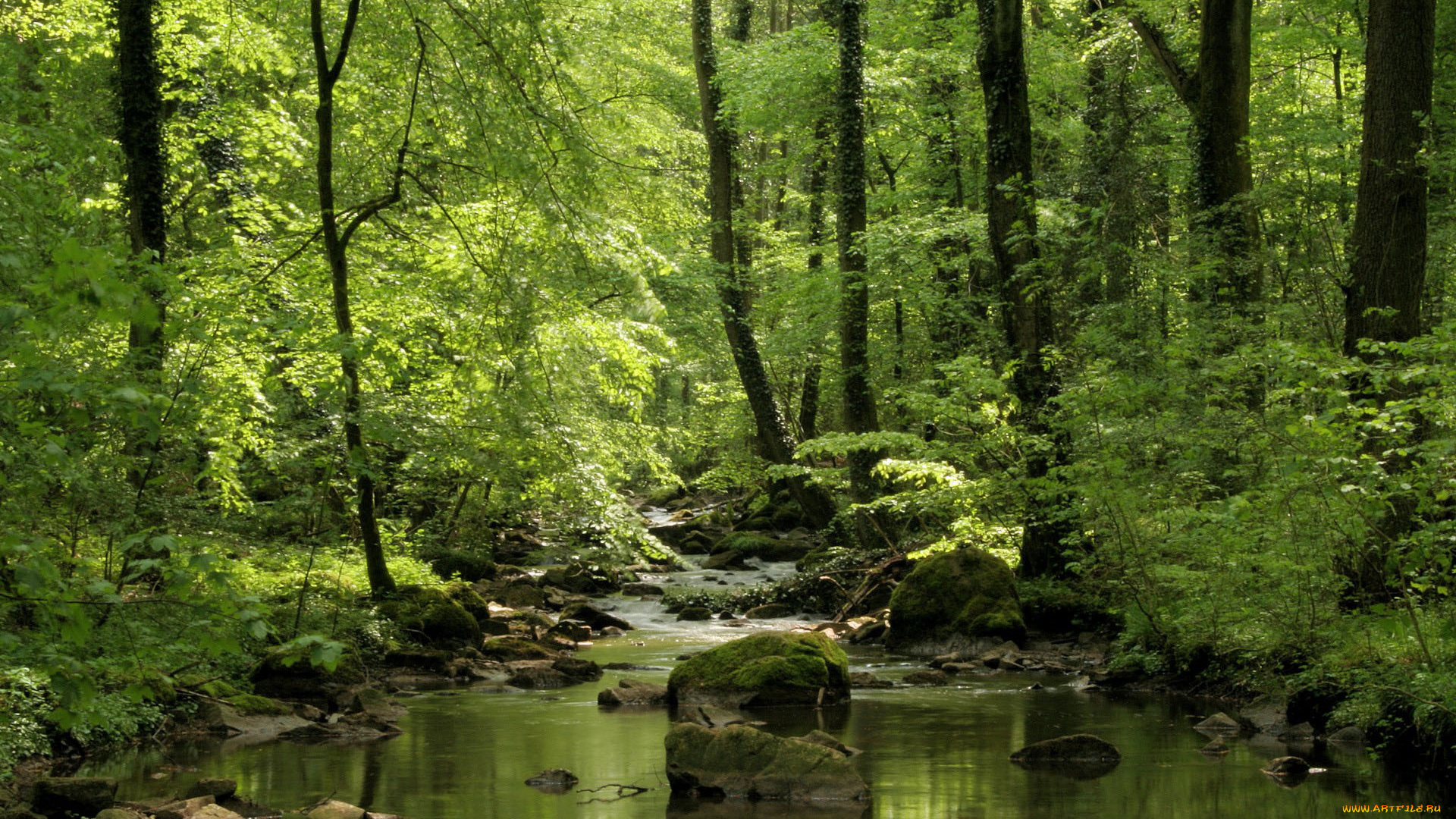 природа, реки, озера, река, лес