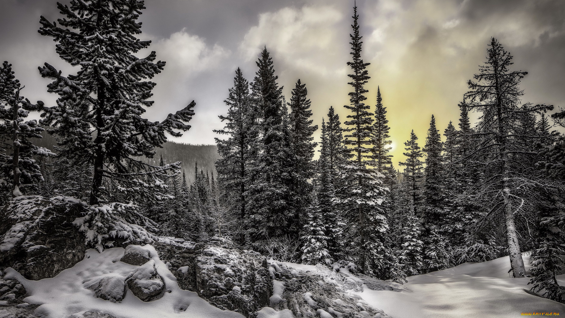 природа, зима, ели, снег