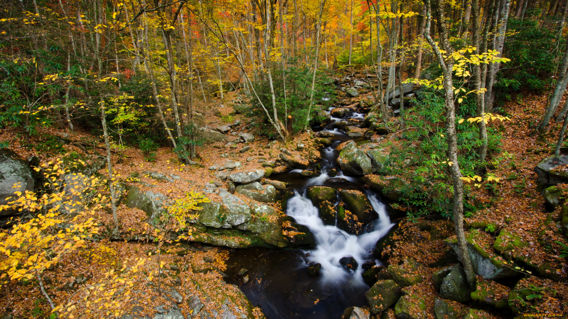 tennessee, , usа, природа, лес, usа, осень, ручей