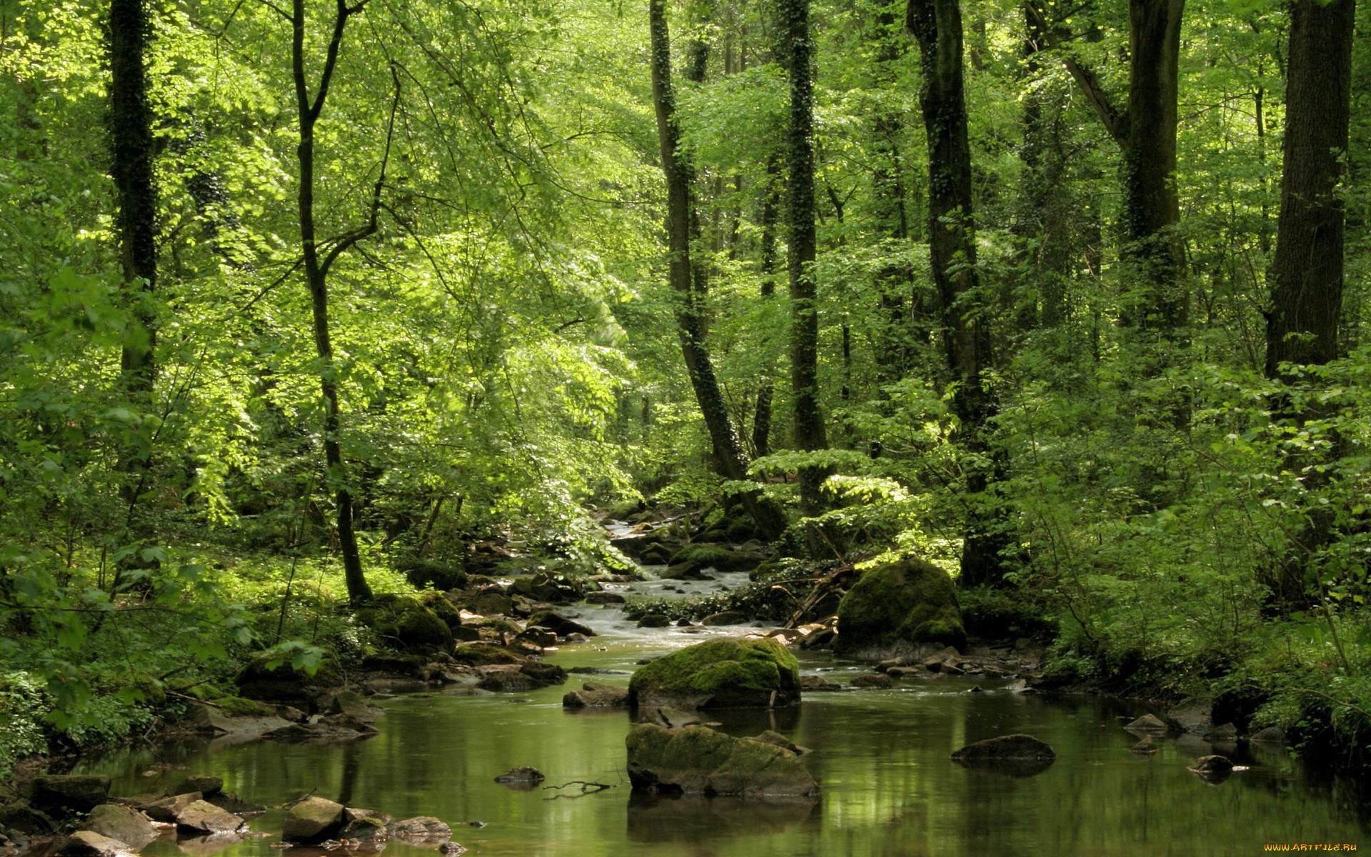 природа, реки, озера, река, лес
