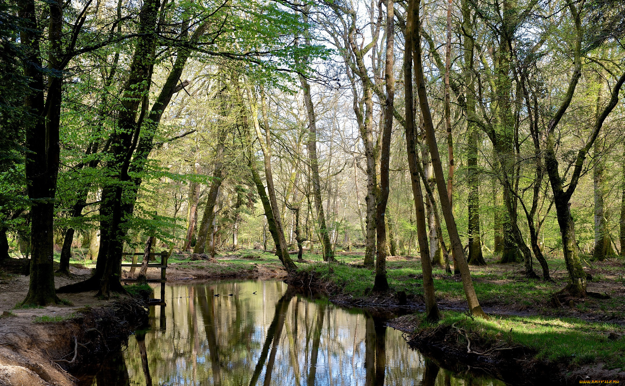 природа, реки, озера, лес, река