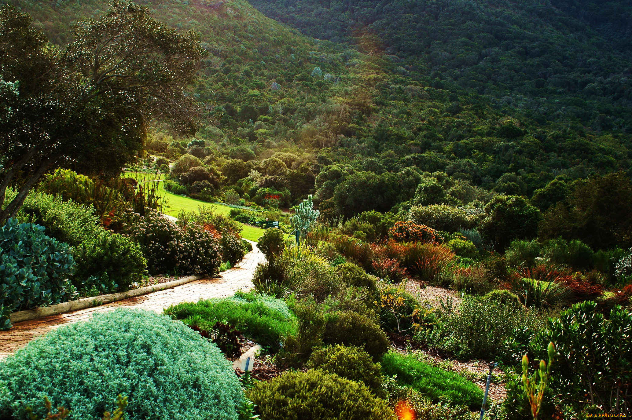 kirstenbosch, national, botanical, garden, south, africa, природа, парк, сад, африка, растения, кусты