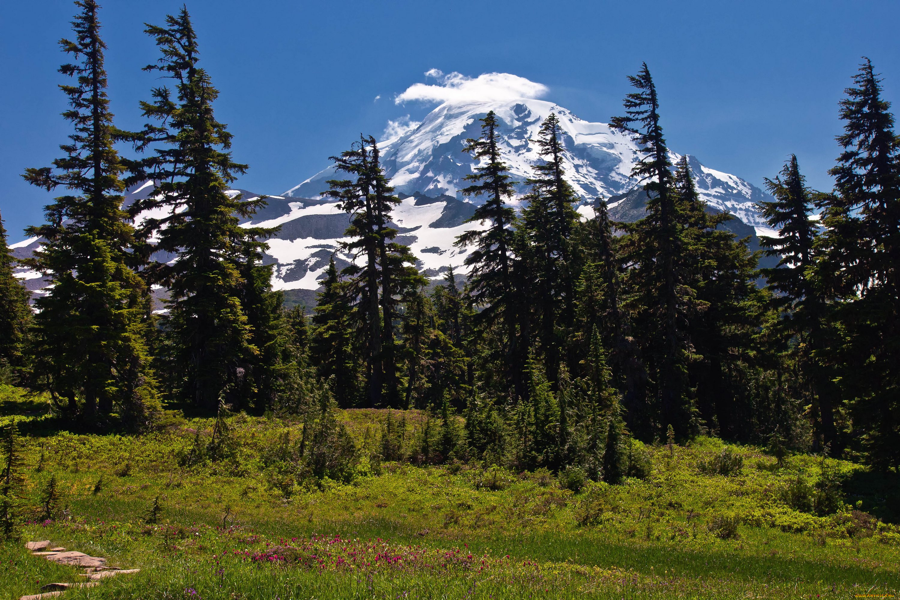 природа, деревья, сша, национальный, парк, америка