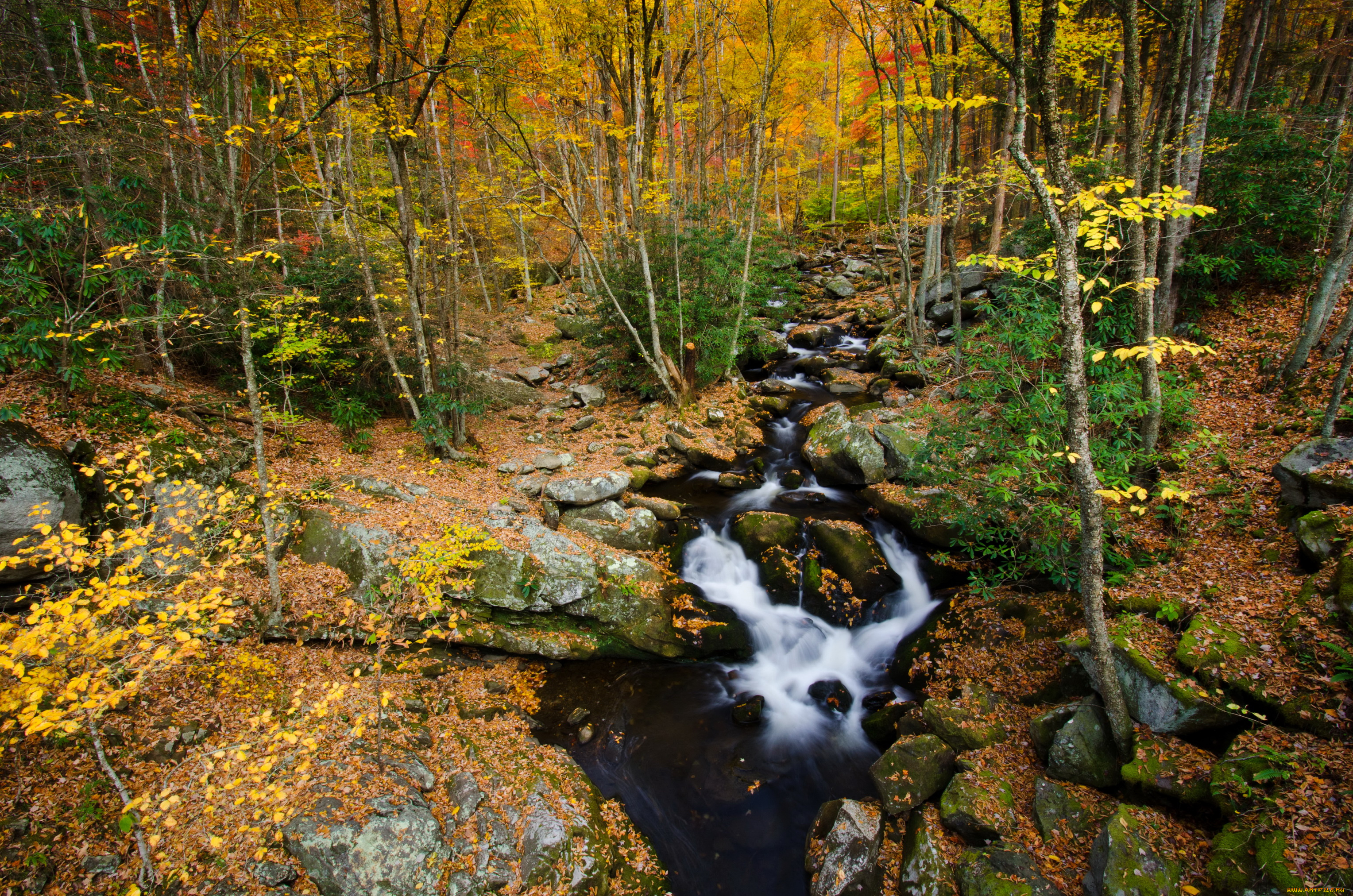 tennessee, , usа, природа, лес, usа, осень, ручей