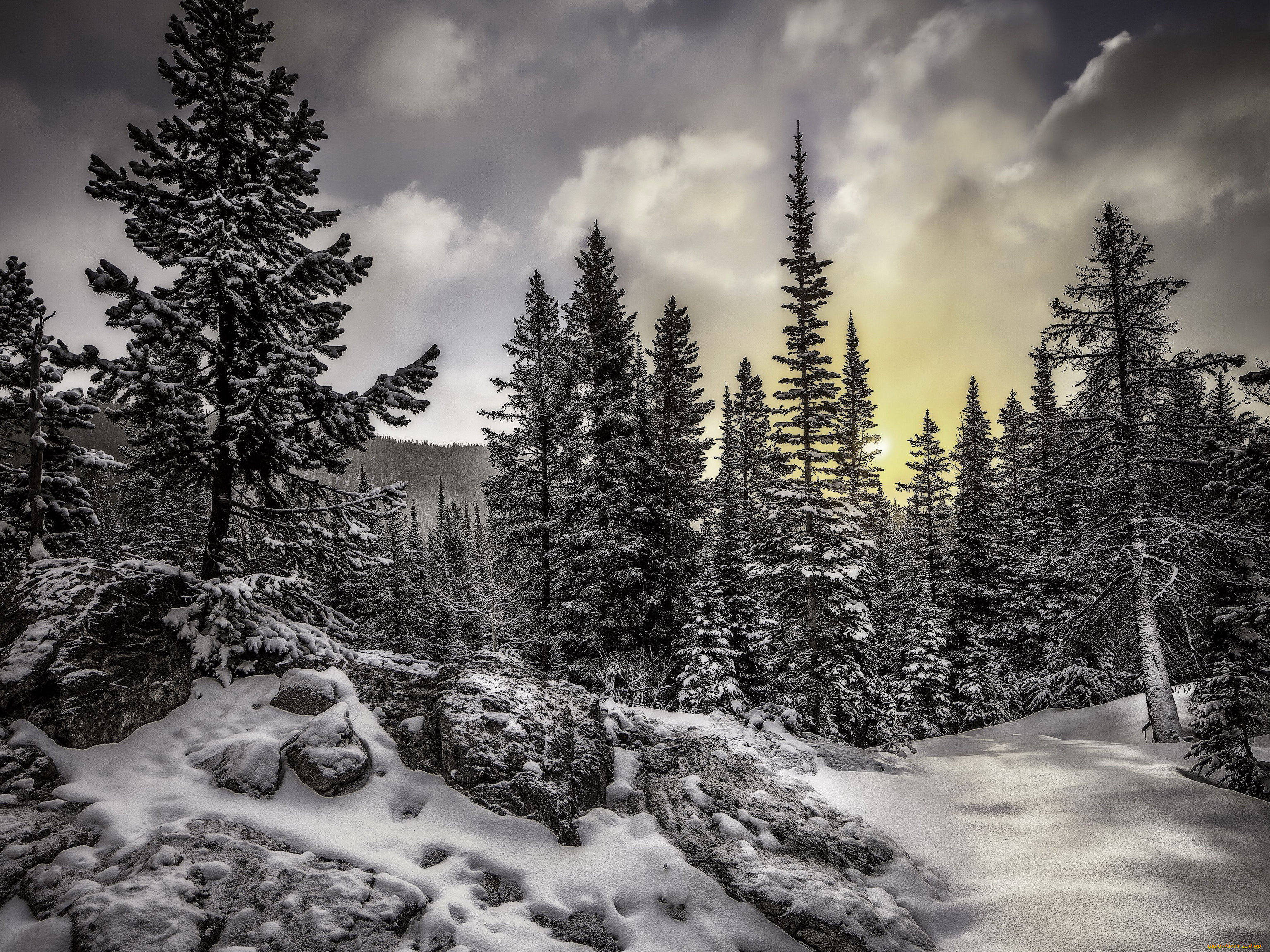 природа, зима, ели, снег