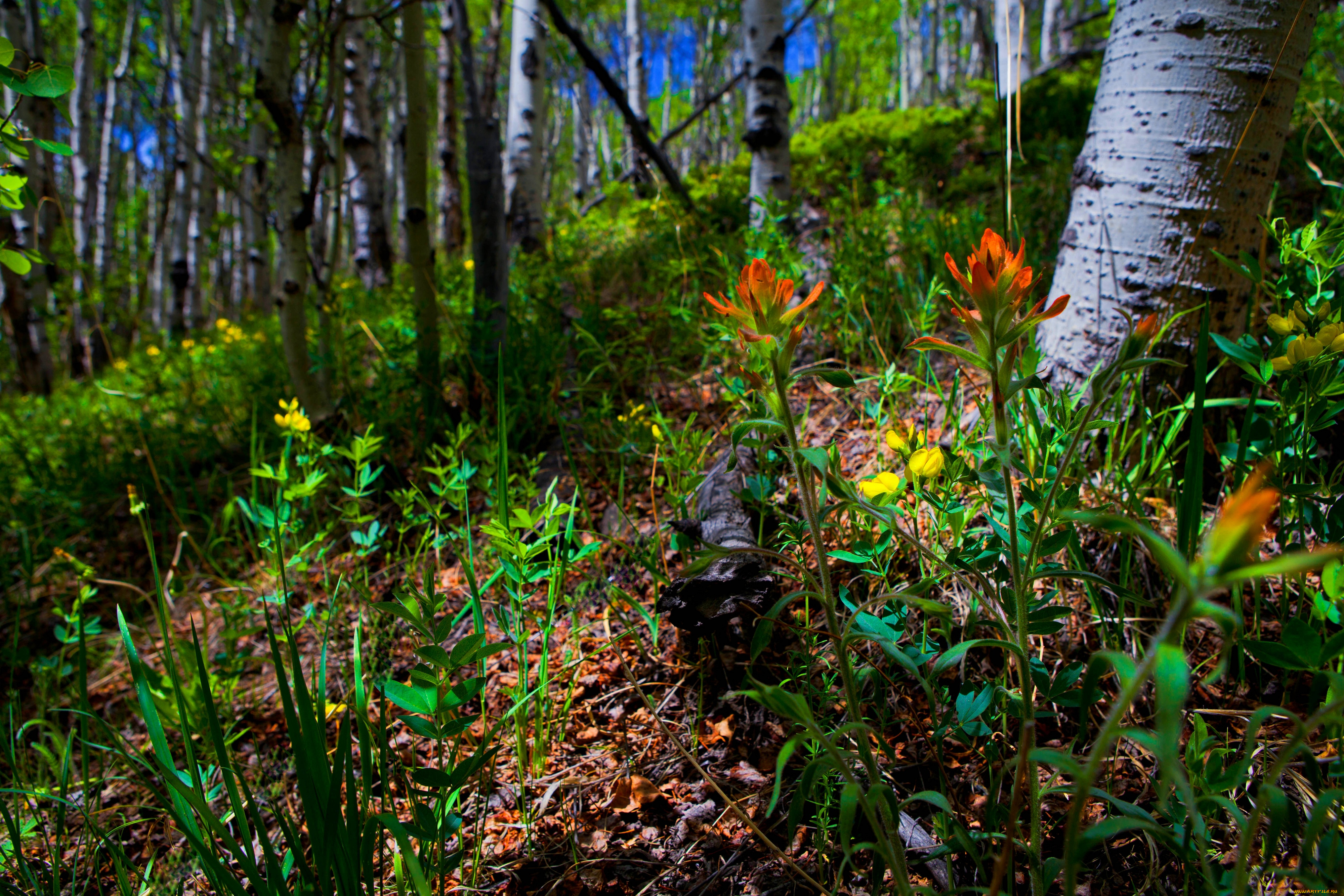 природа, лес, деревья, трава