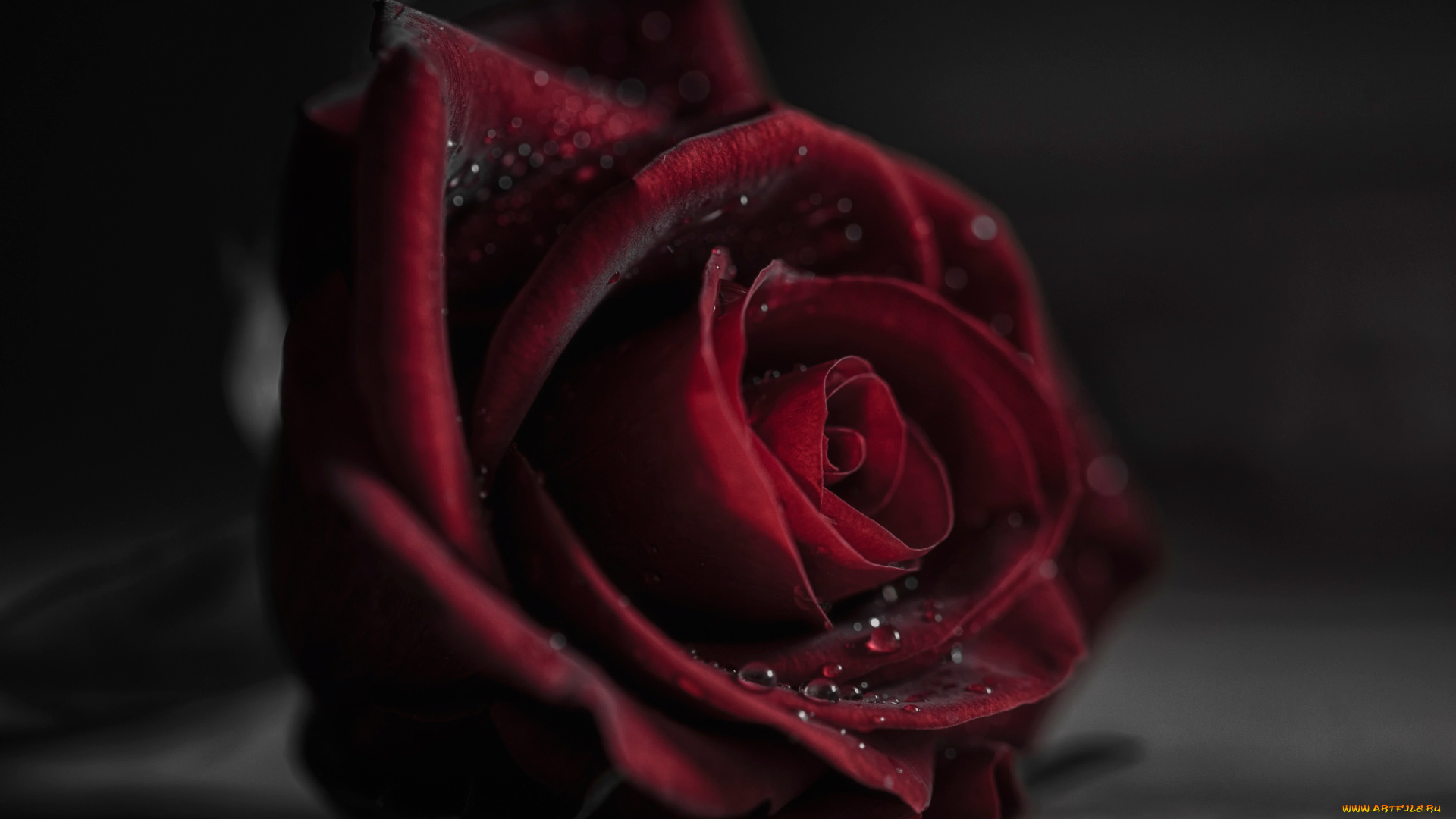 цветы, розы, вода, роса, боке, капли, роза, размытость, макро