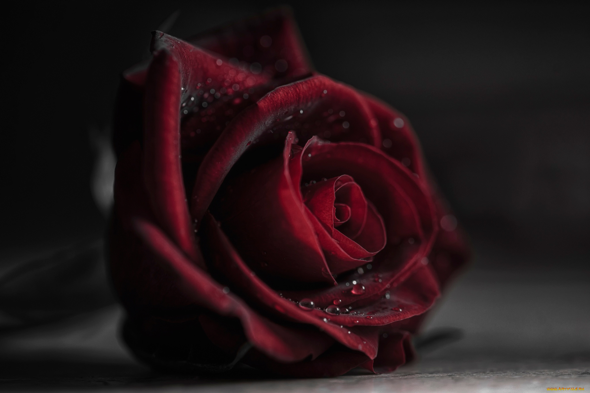 цветы, розы, вода, роса, боке, капли, роза, размытость, макро