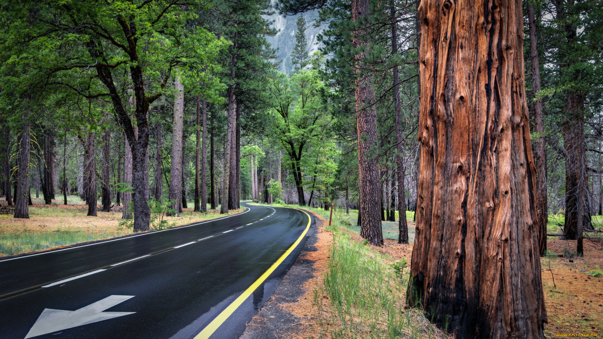 природа, дороги, лес, осень, шоссе