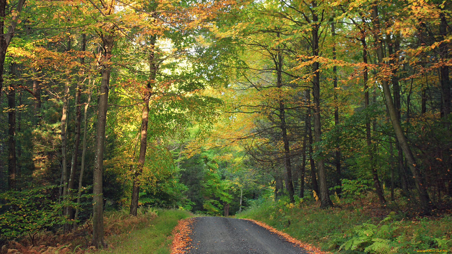 природа, дороги, шоссе, лес