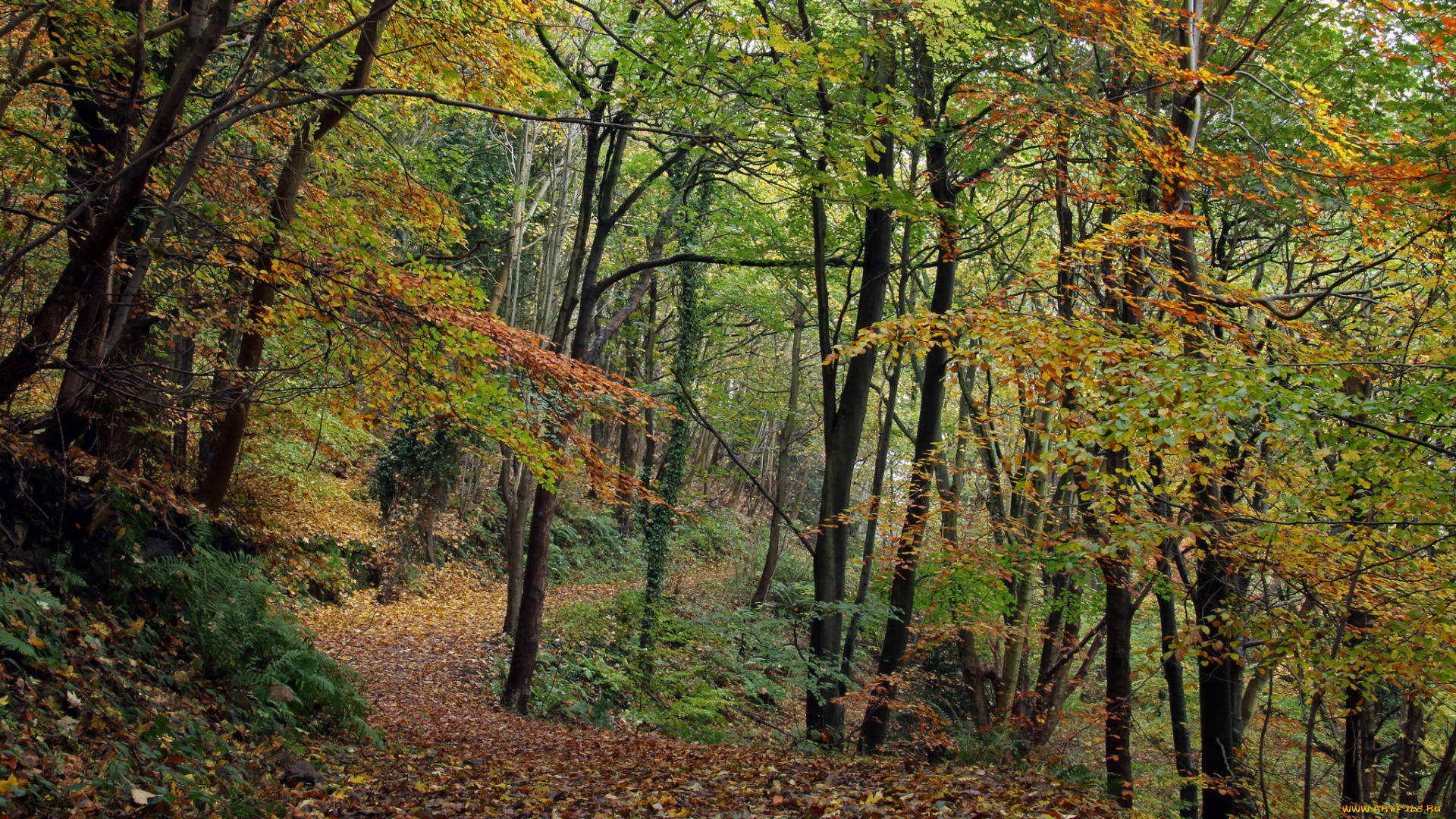 природа, дороги, тропинка, лес